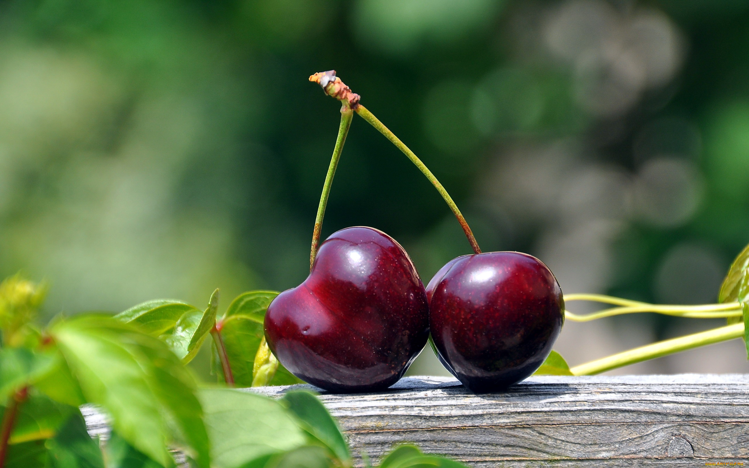 еда, вишня, , черешня, пара, вишенки