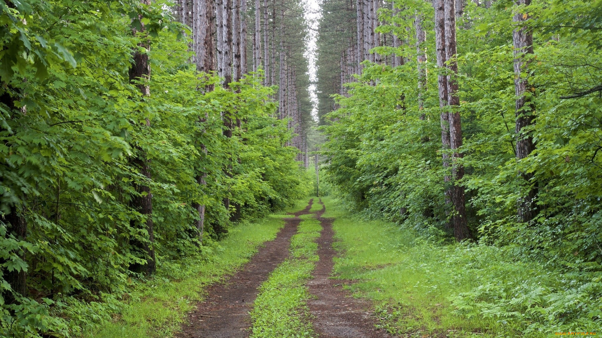 природа, дороги, дорога, лес