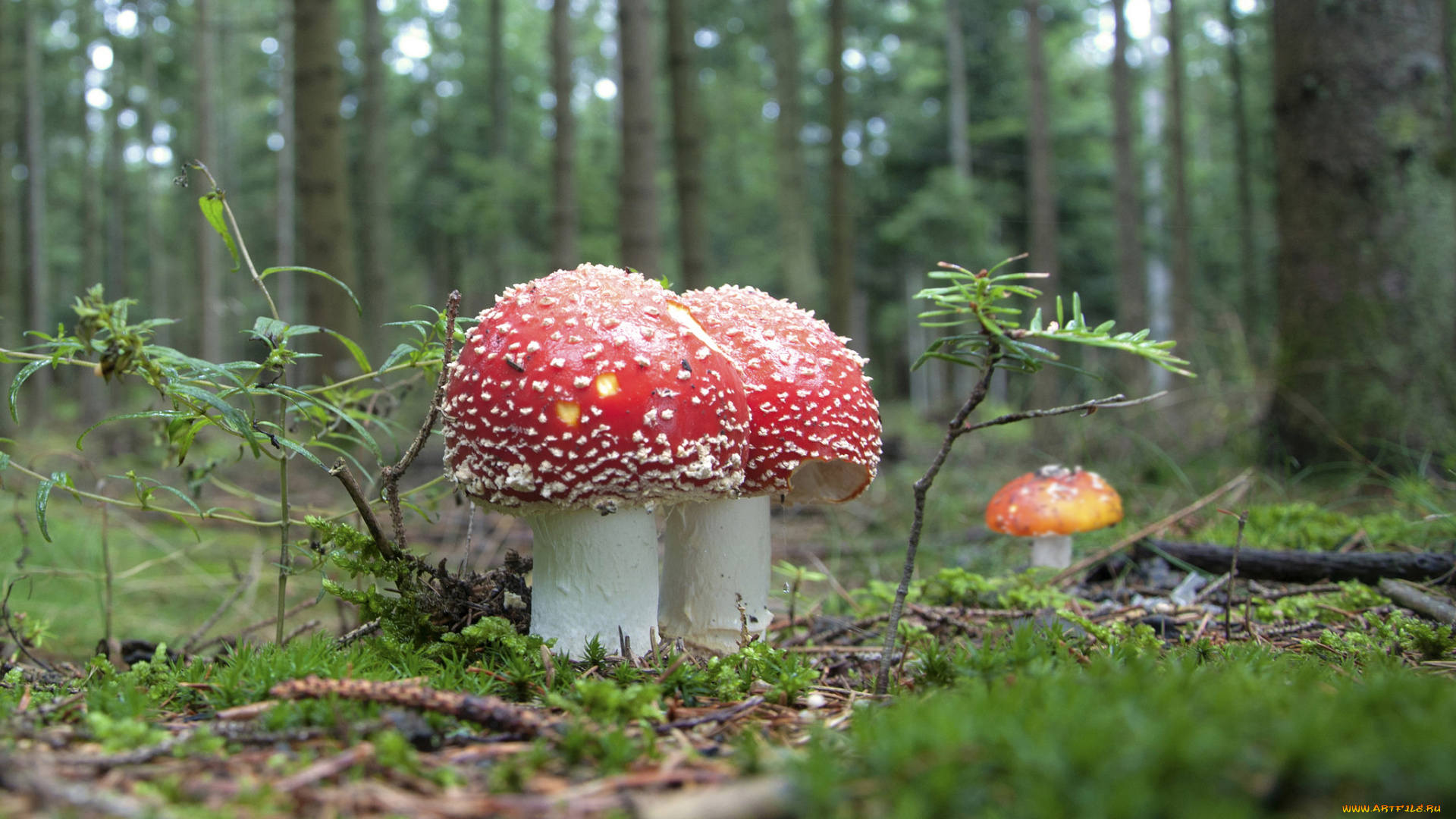 природа, грибы, , мухомор, грибок