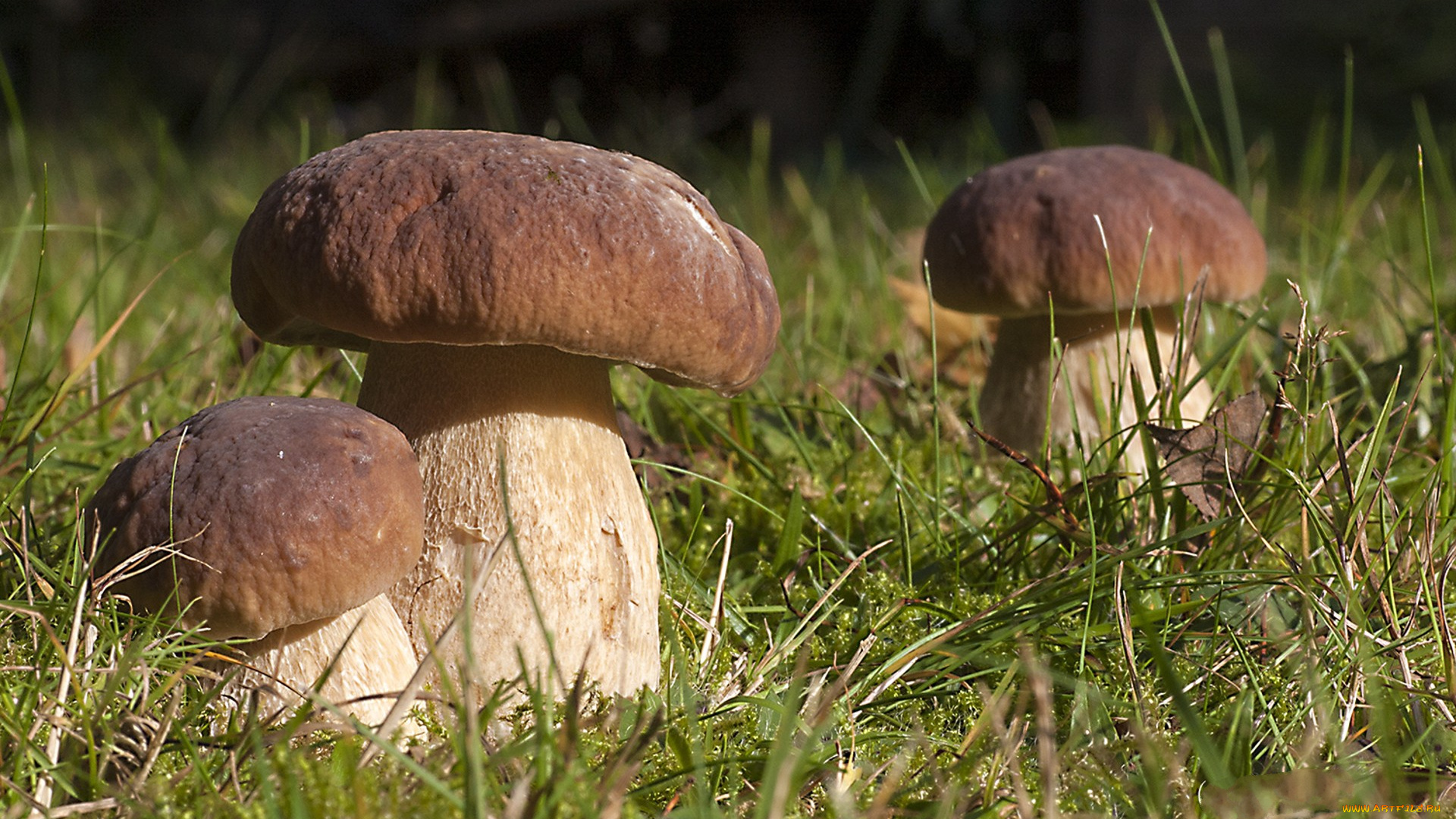 природа, грибы, грибок