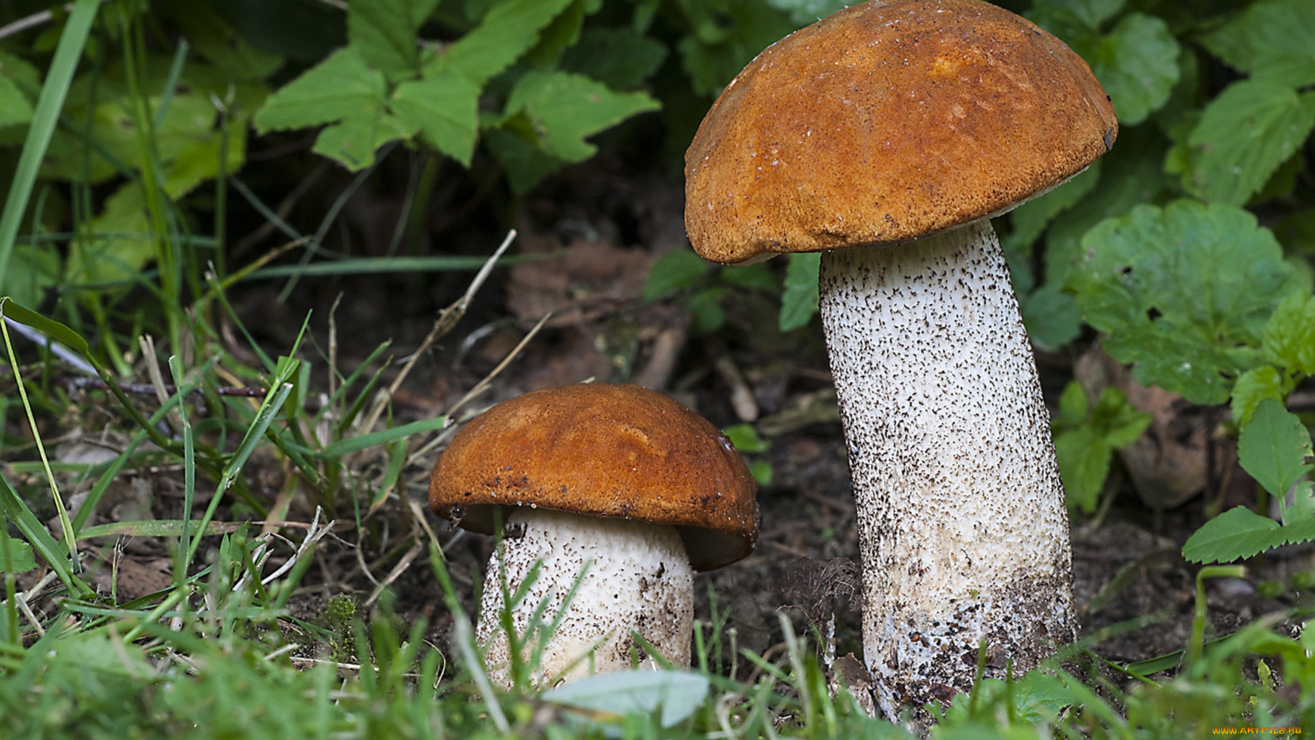 природа, грибы, грибок