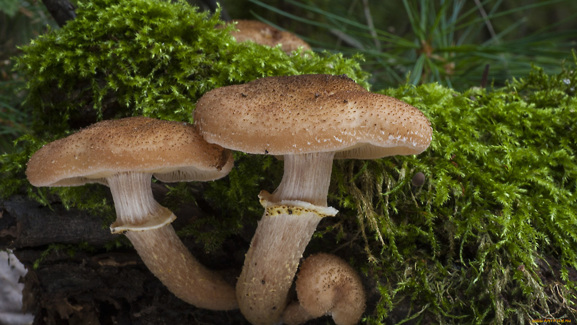 природа, грибы, грибок