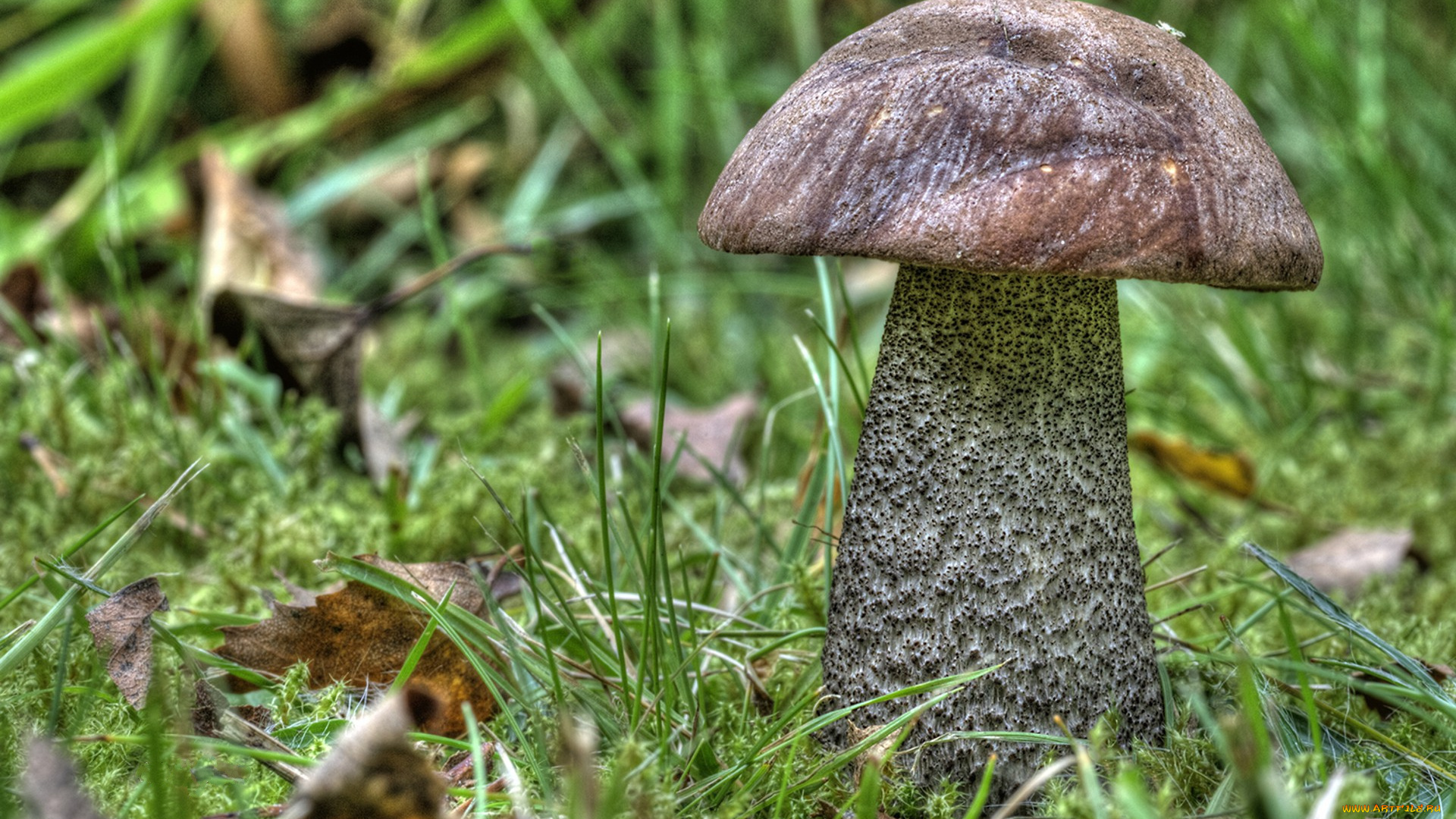 природа, грибы, грибок