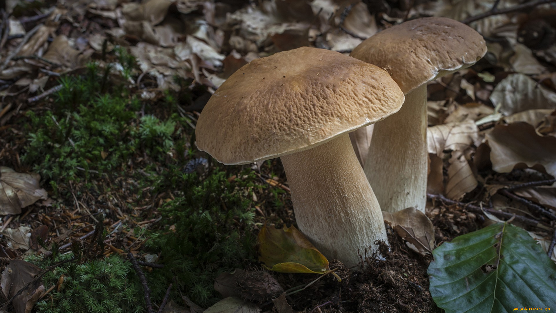 природа, грибы, грибок