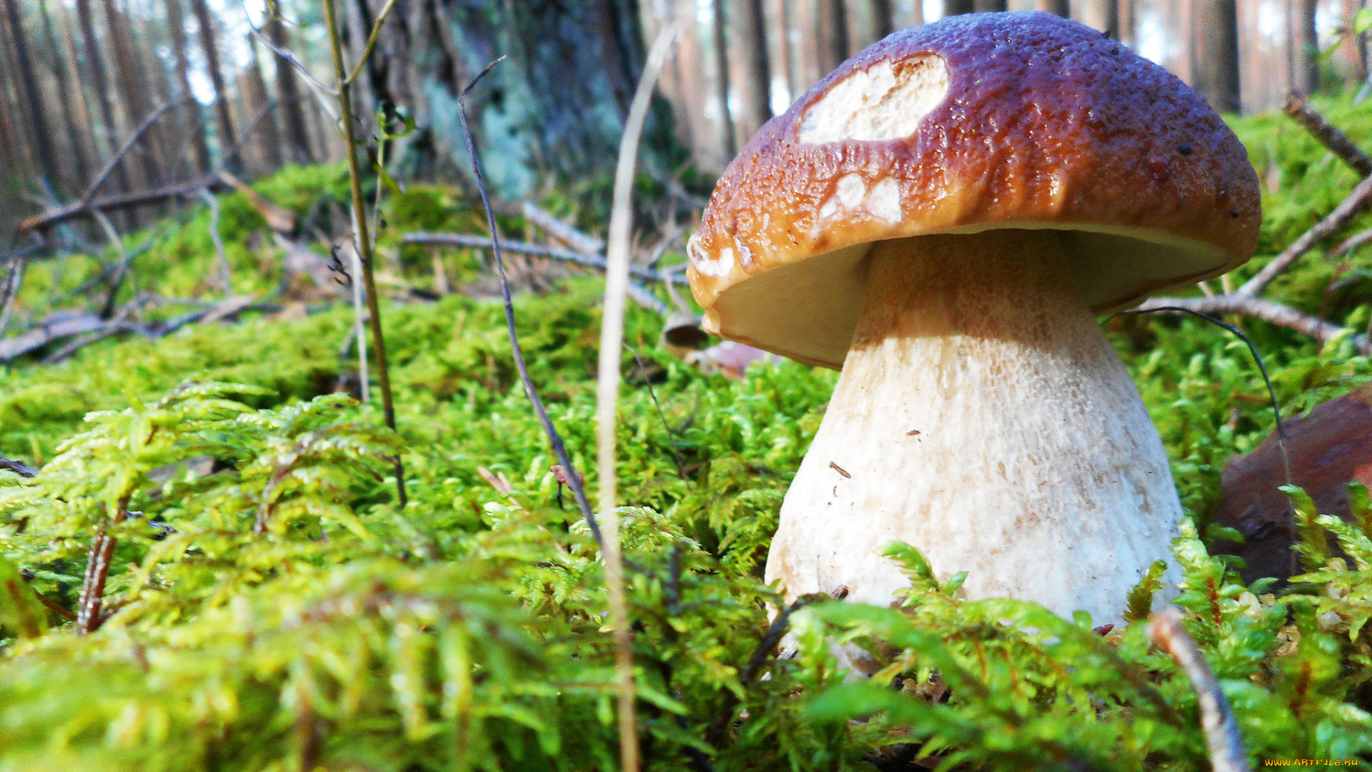 природа, грибы, грибок