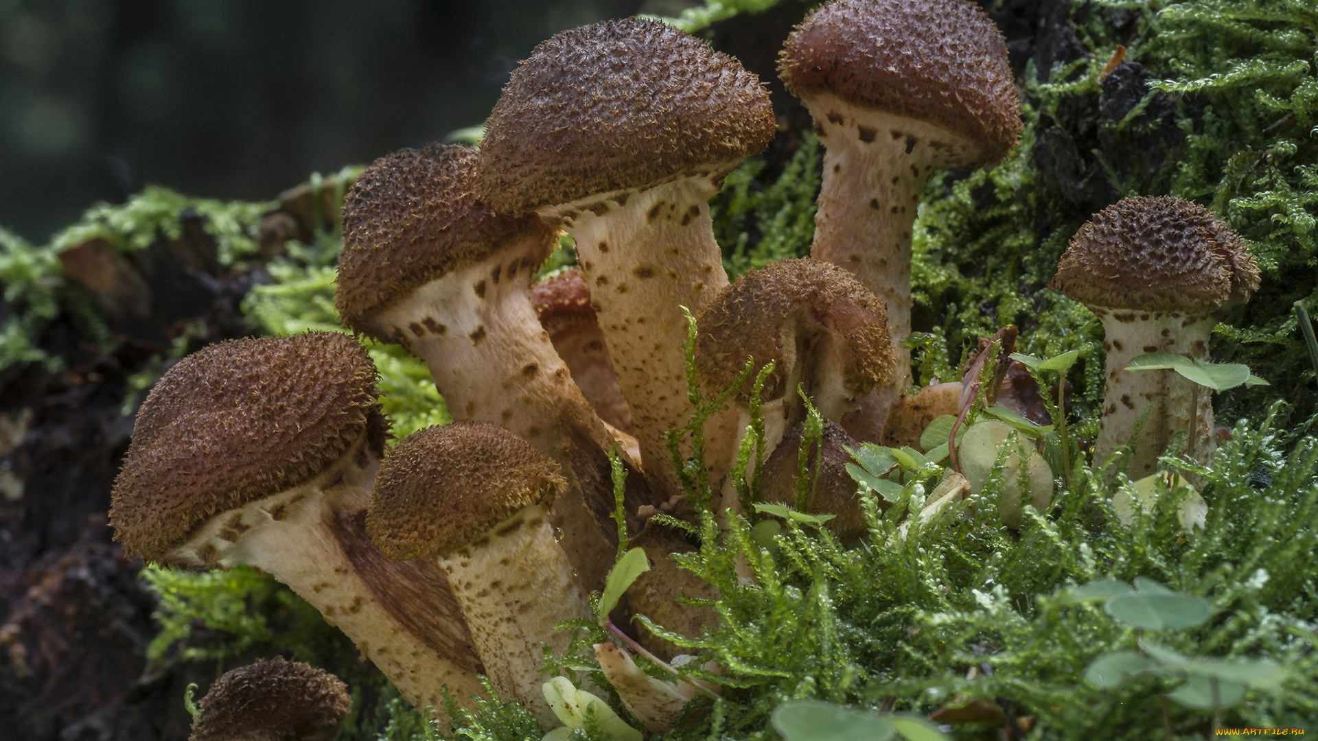 природа, грибы, грибок