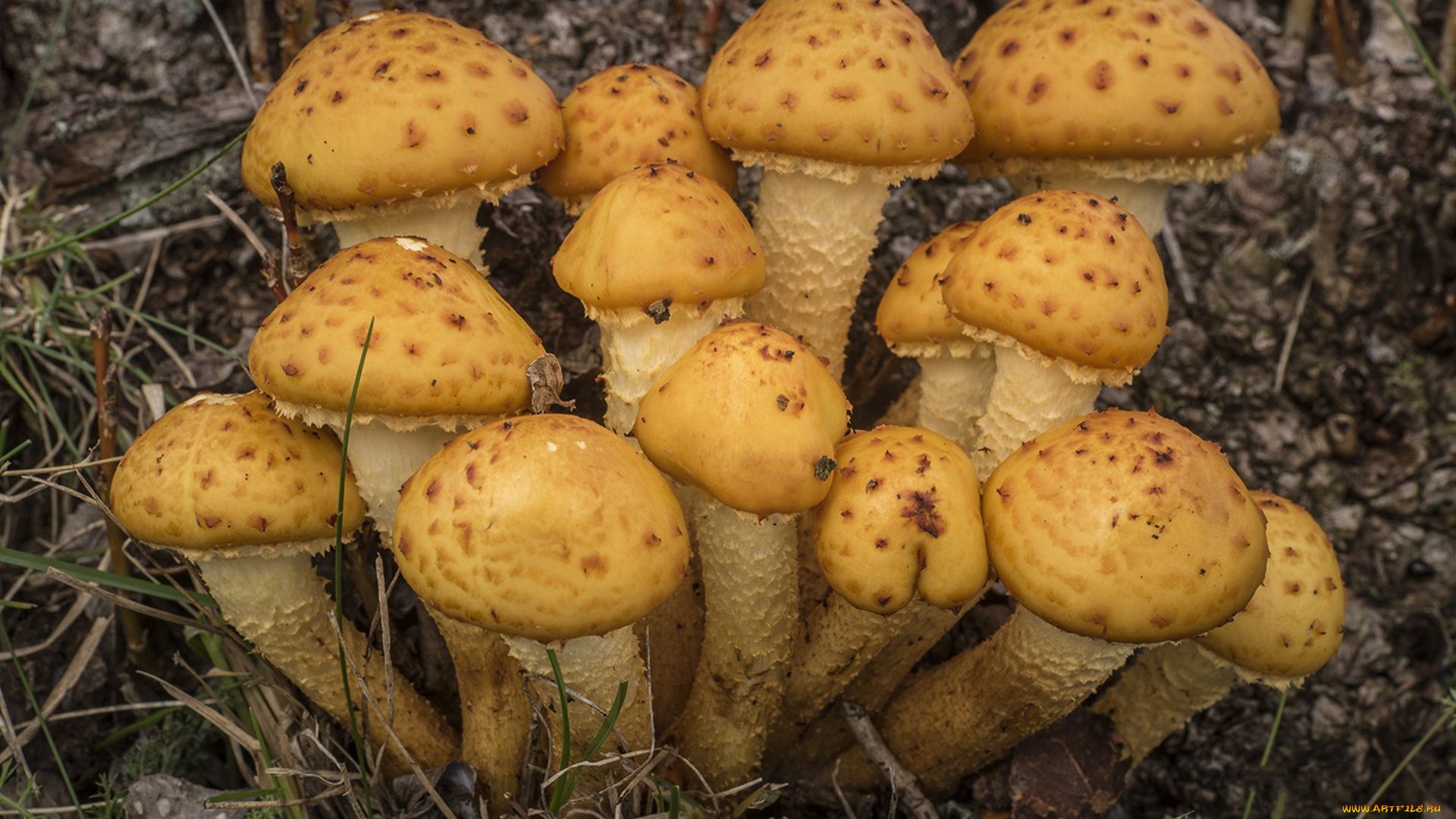 природа, грибы, грибок
