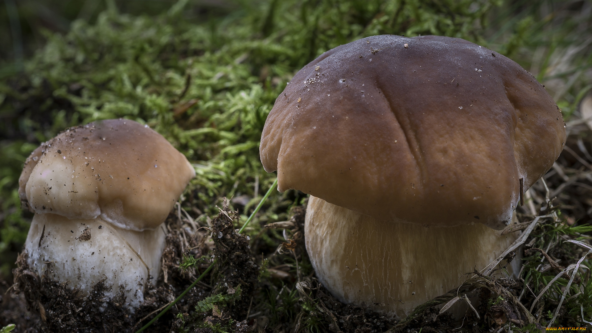 природа, грибы, грибок