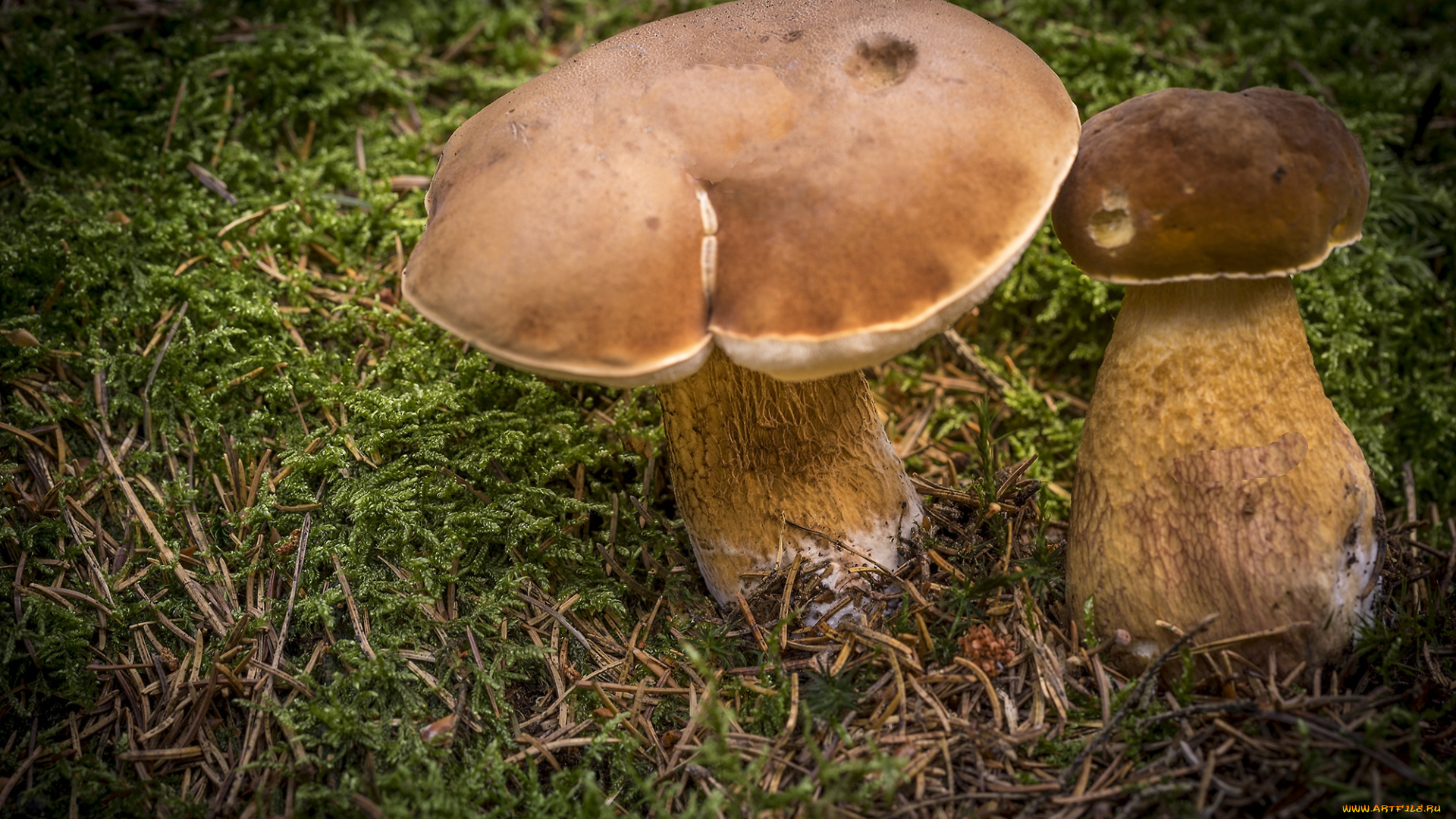 природа, грибы, грибок
