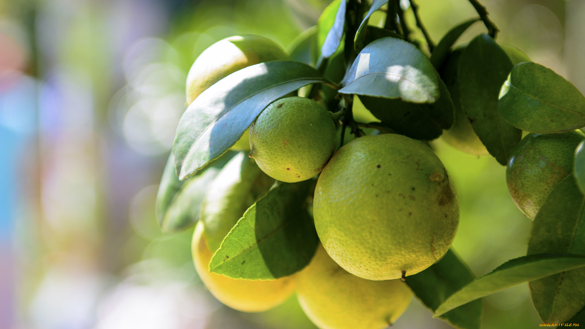 природа, плоды, цитрус, листья, дерево, лайм