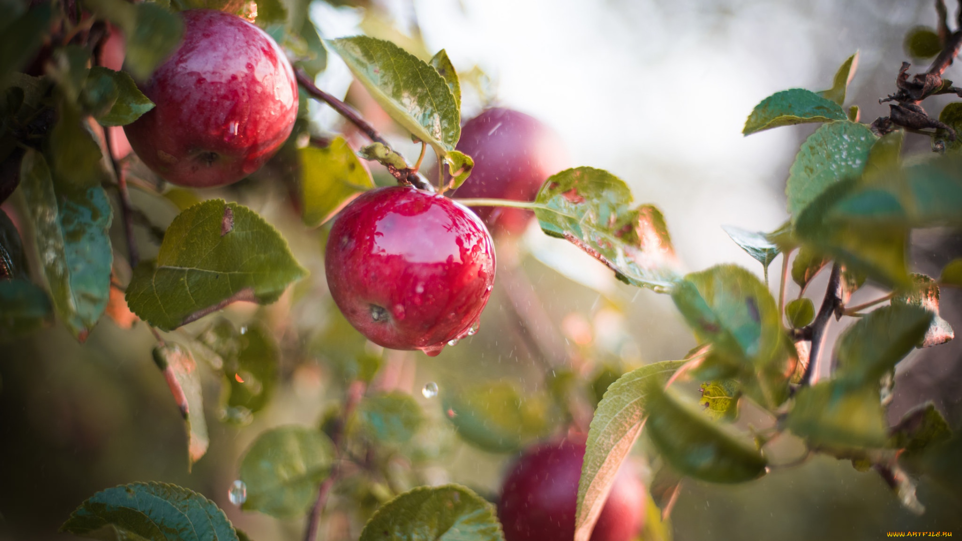 природа, плоды, яблоки, яблоня, мокрый