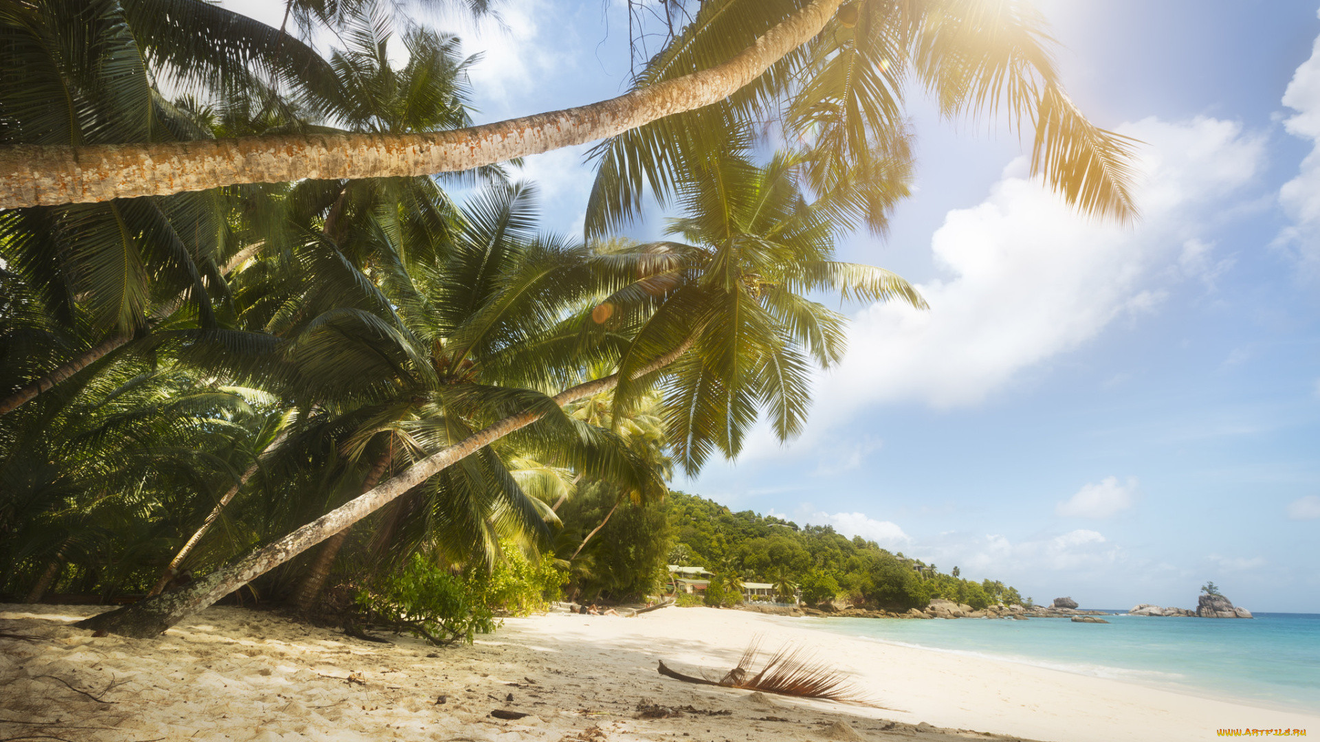 природа, побережье, песок, море, пляж, тропики, пальмы