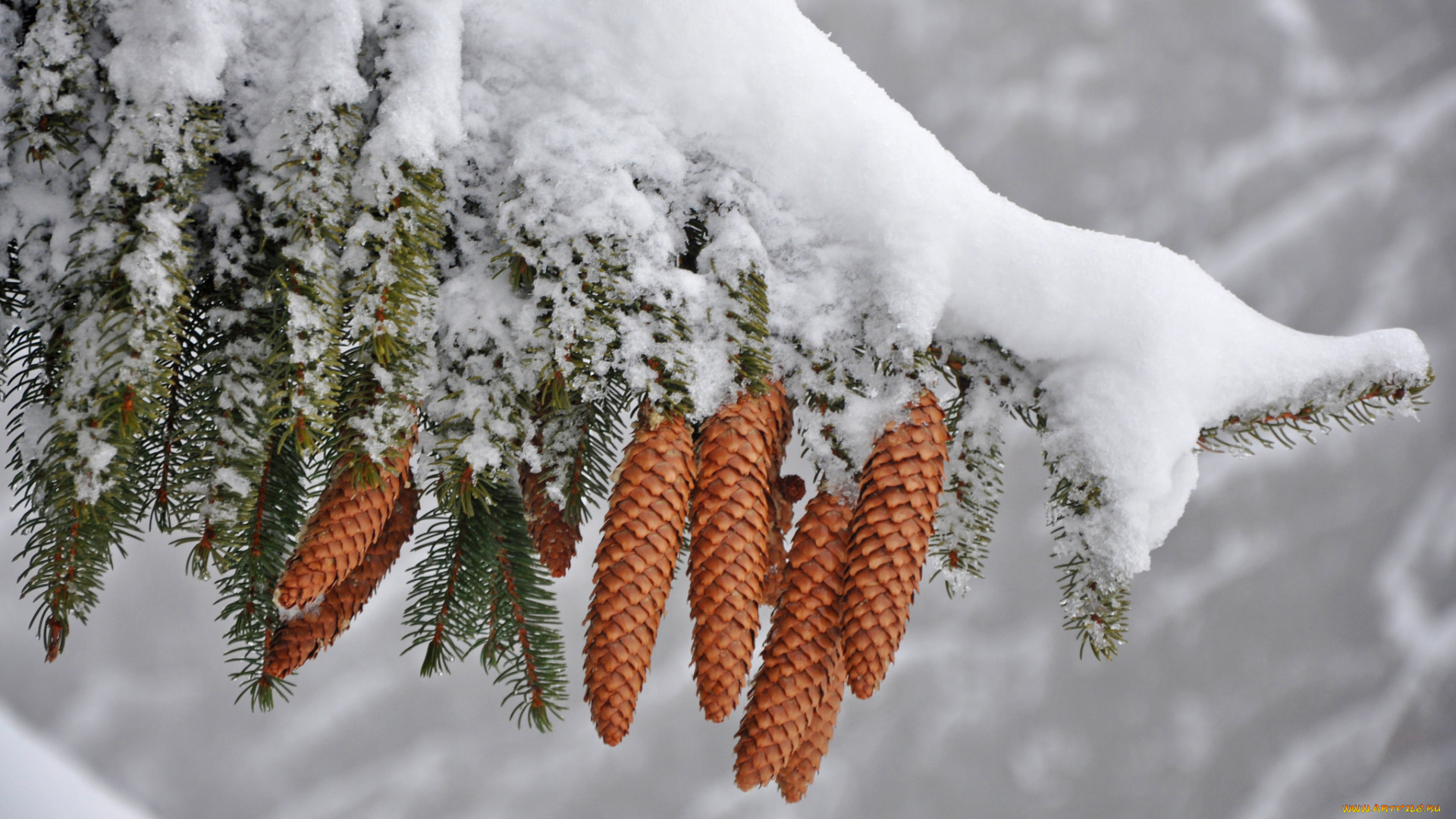 природа, шишки, , жёлуди, , каштаны, веттка, снег