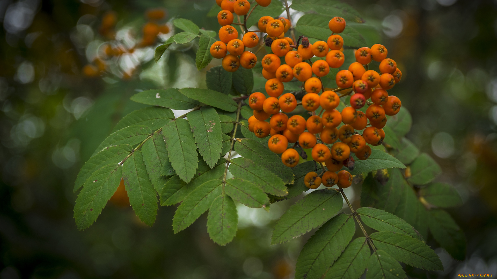 природа, Ягоды, , рябина, гроздь