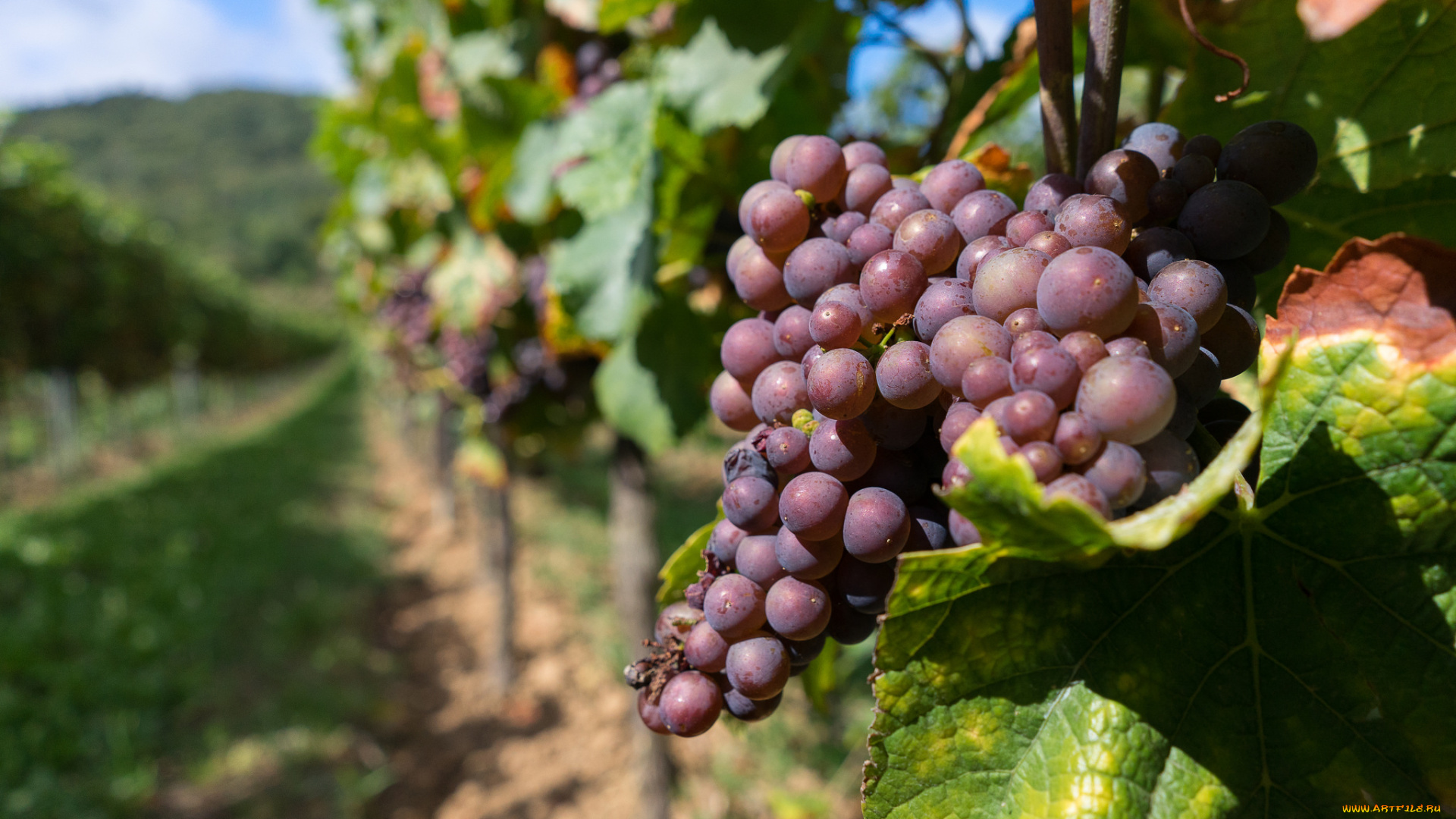 природа, Ягоды, , виноград, лоза