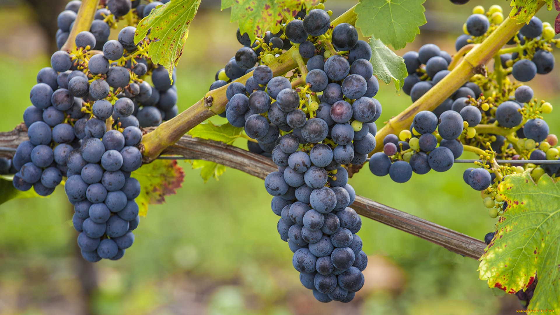 природа, Ягоды, , виноград, лоза