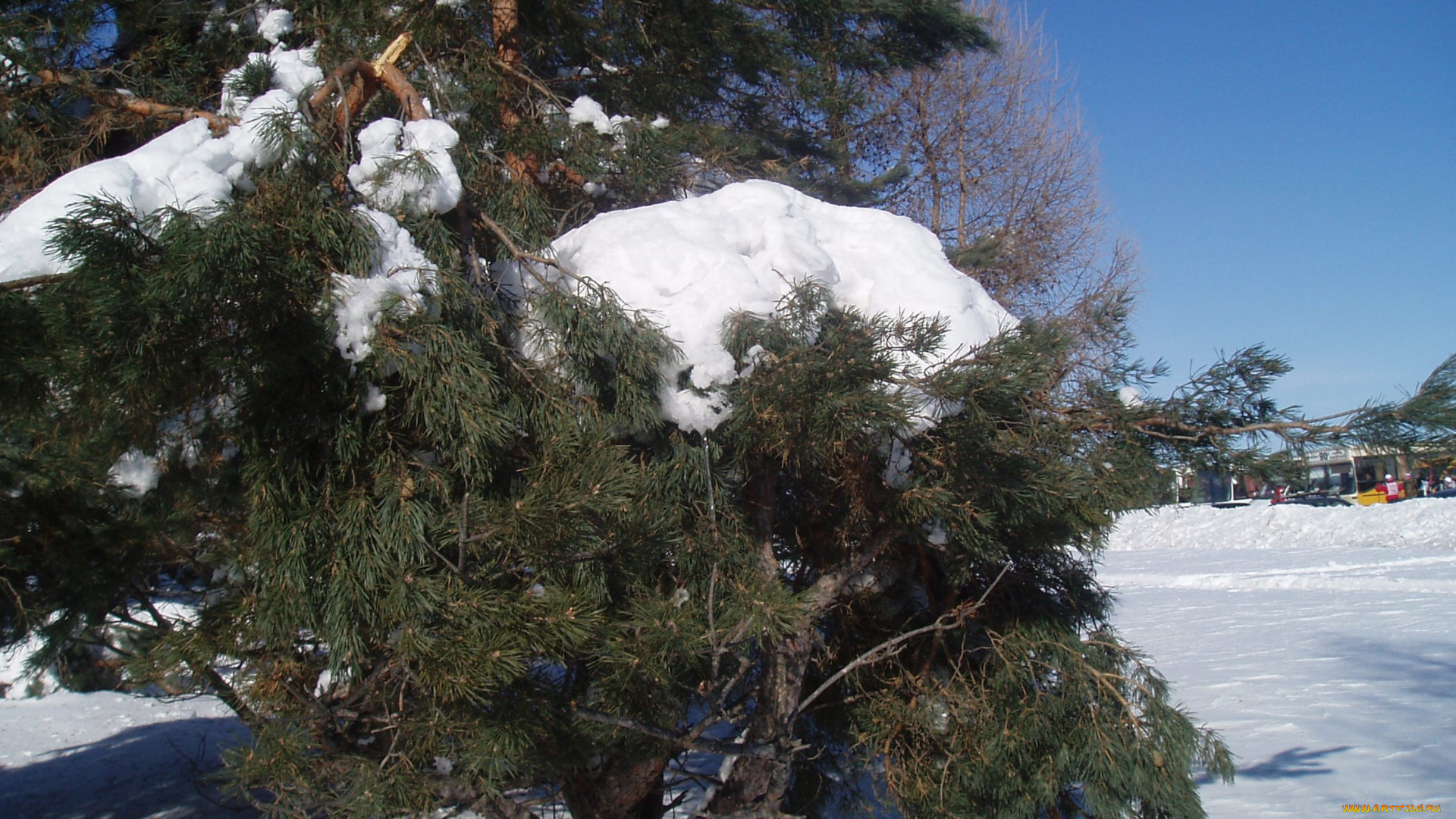 природа, зима, лес, зимой