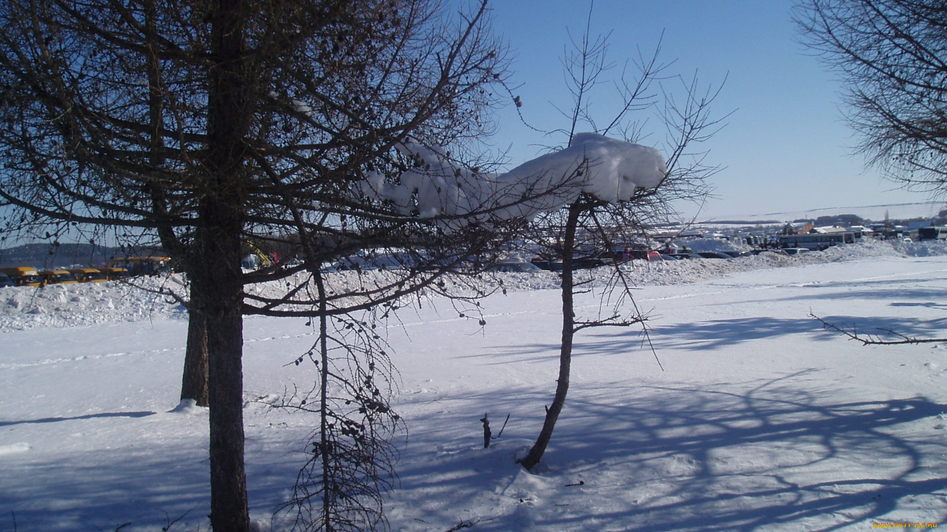 природа, зима, зимой, лес