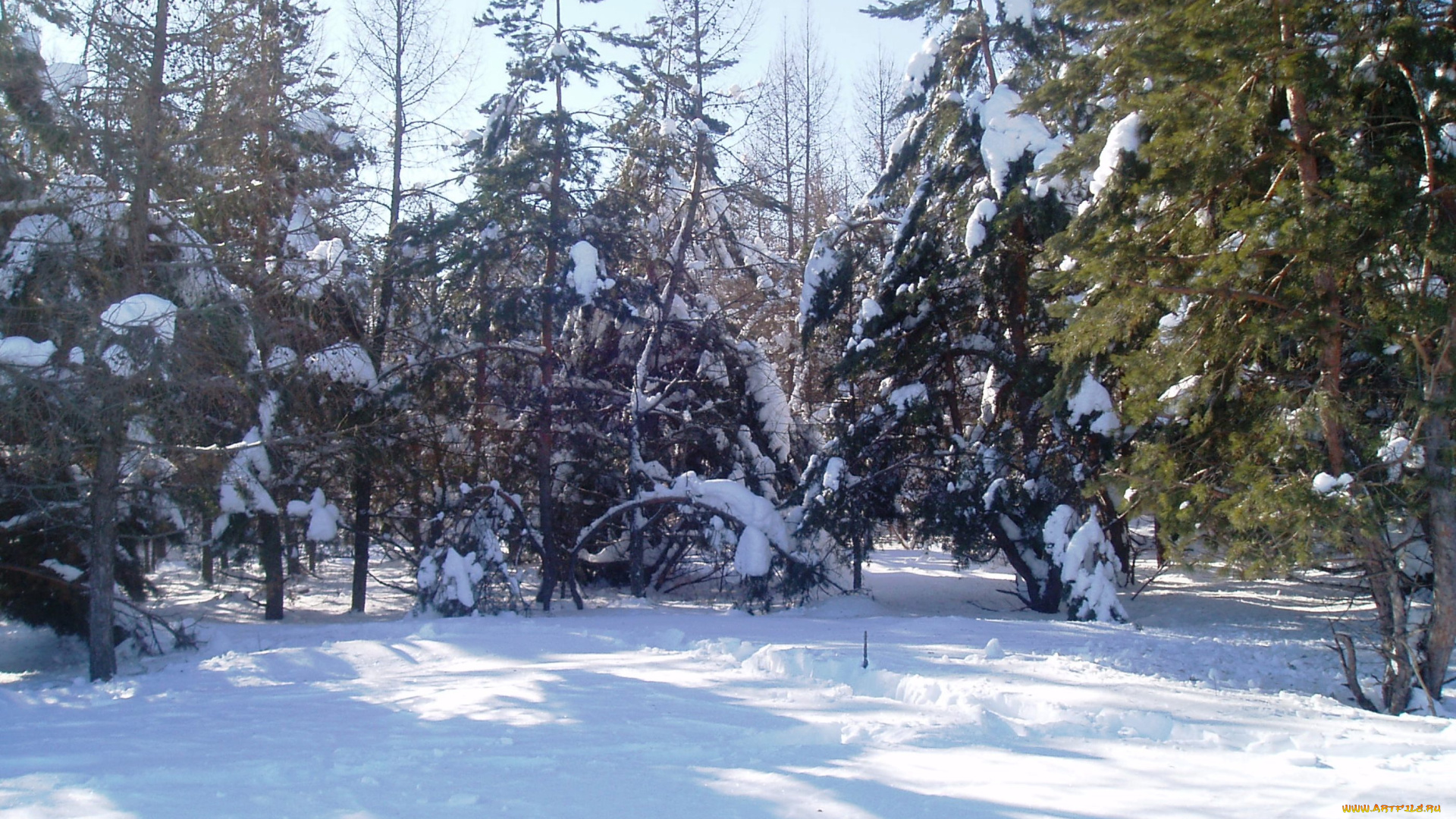 зимний, лес, природа, зима, лес, зимой, деревья, природа, зимой, снег, парк, зимой, парк, зимний, парк