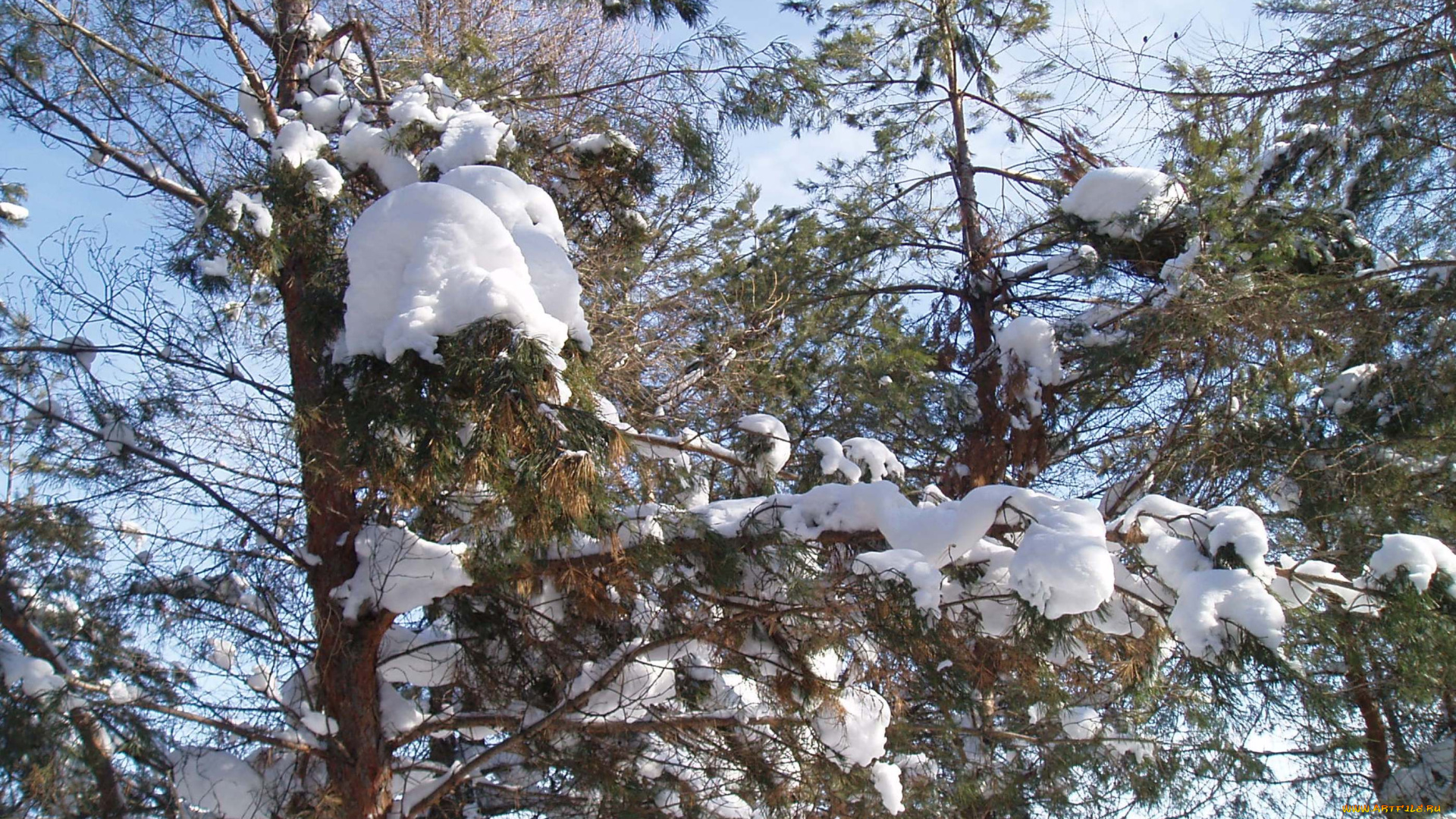 зимой, природа, деревья, зима, лес, парк, зимой, зимний, лес, природа, зимой, парк, зимний, парк, снег