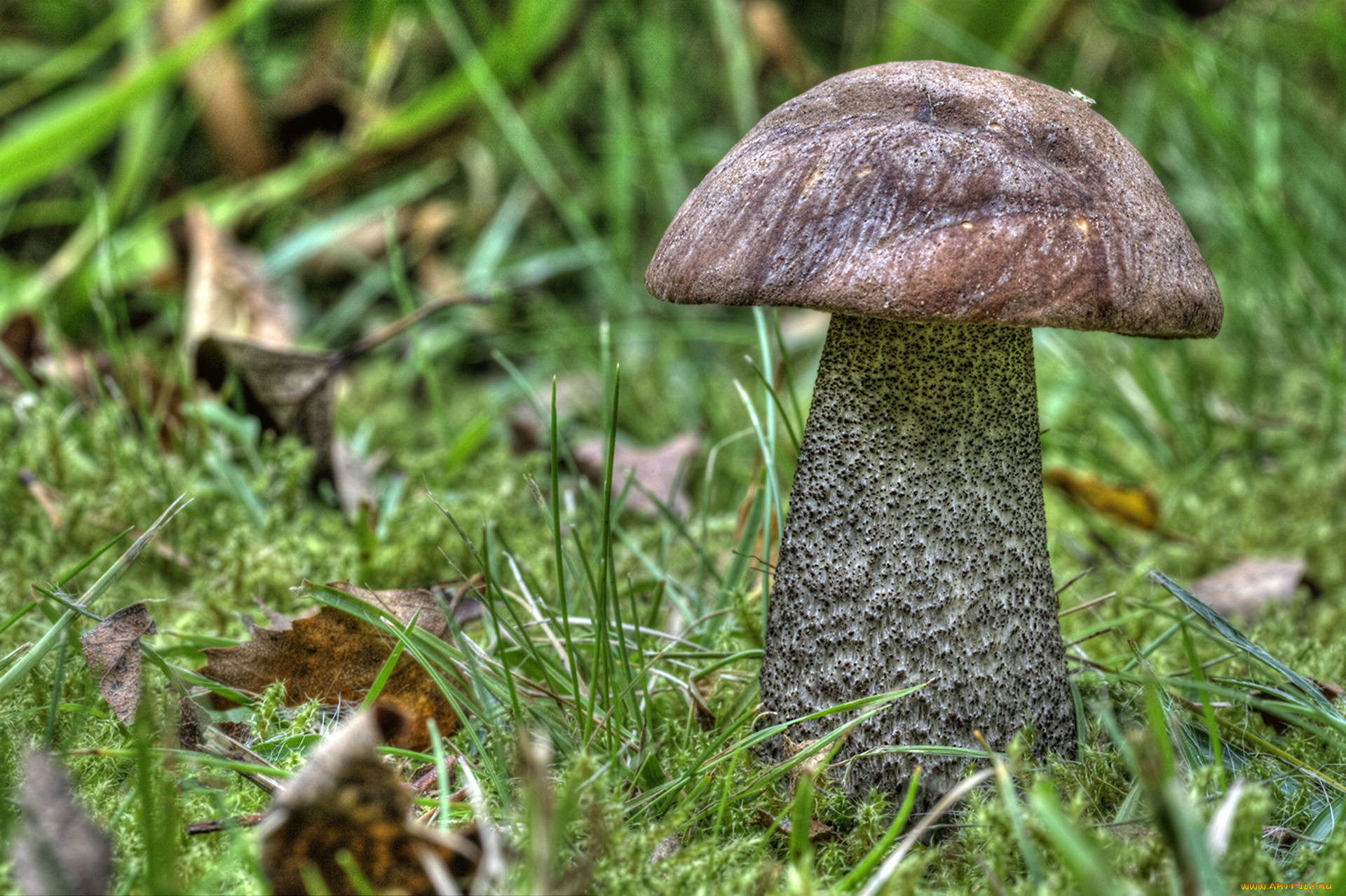 природа, грибы, грибок