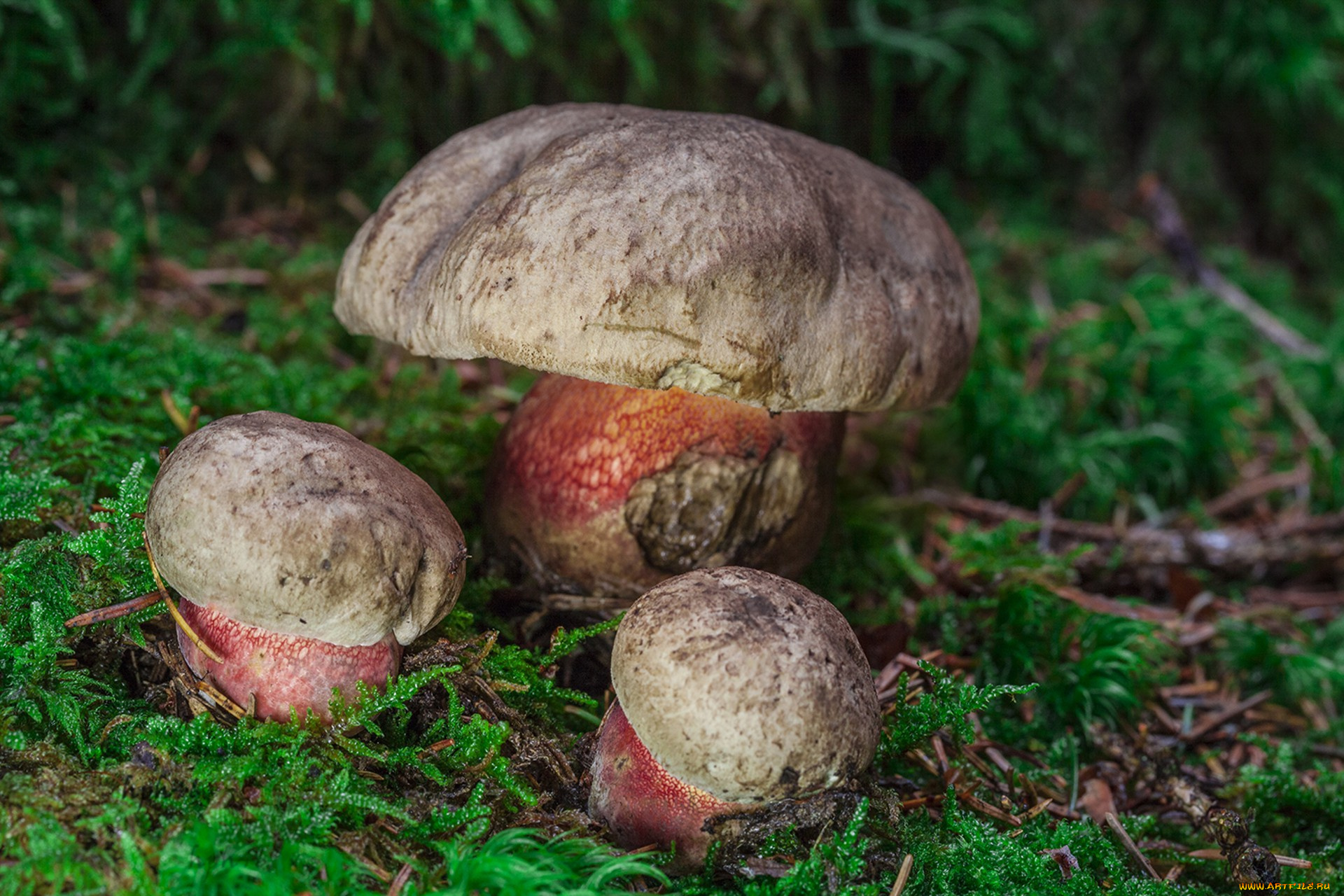природа, грибы, грибок