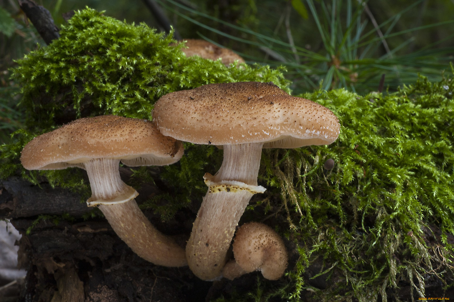 природа, грибы, грибок