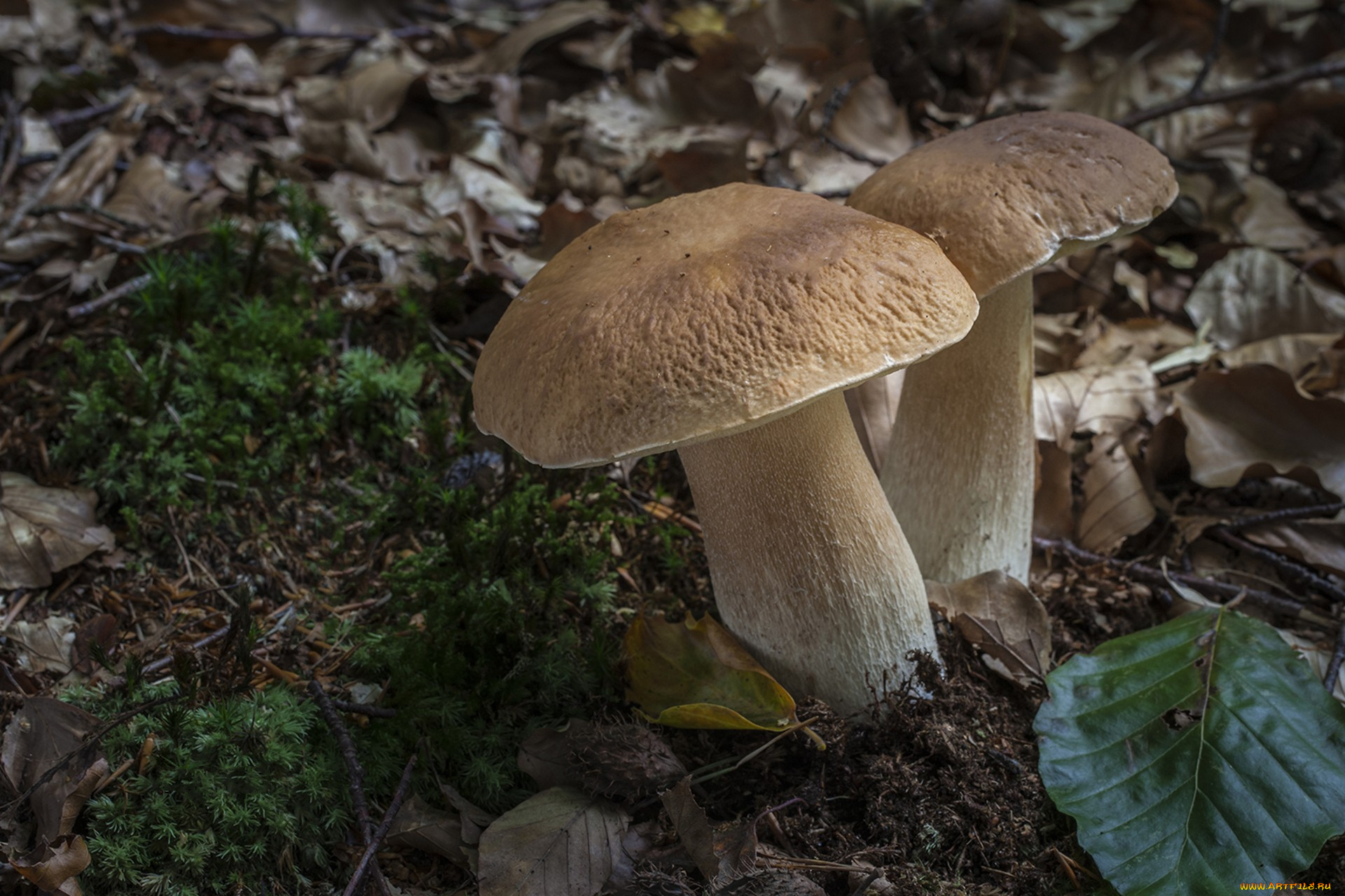 природа, грибы, грибок