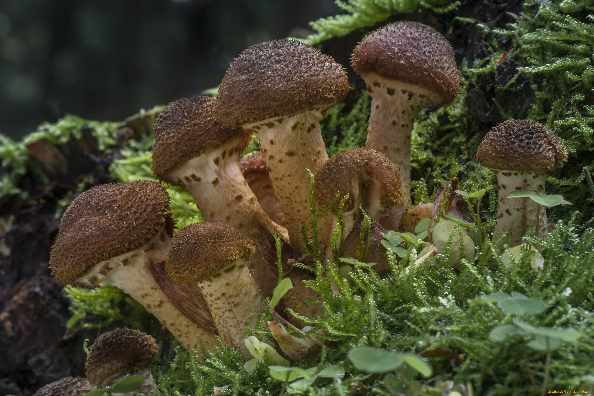 природа, грибы, грибок