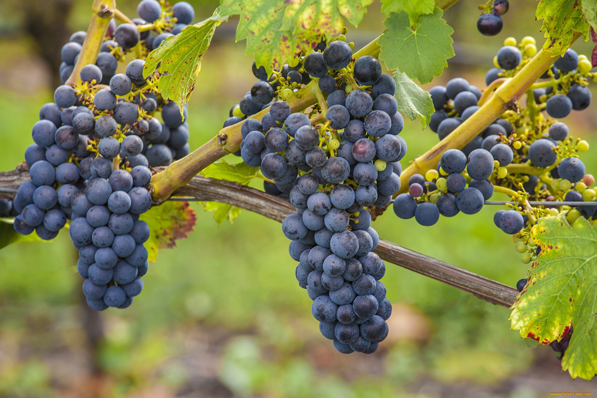 природа, Ягоды, , виноград, лоза
