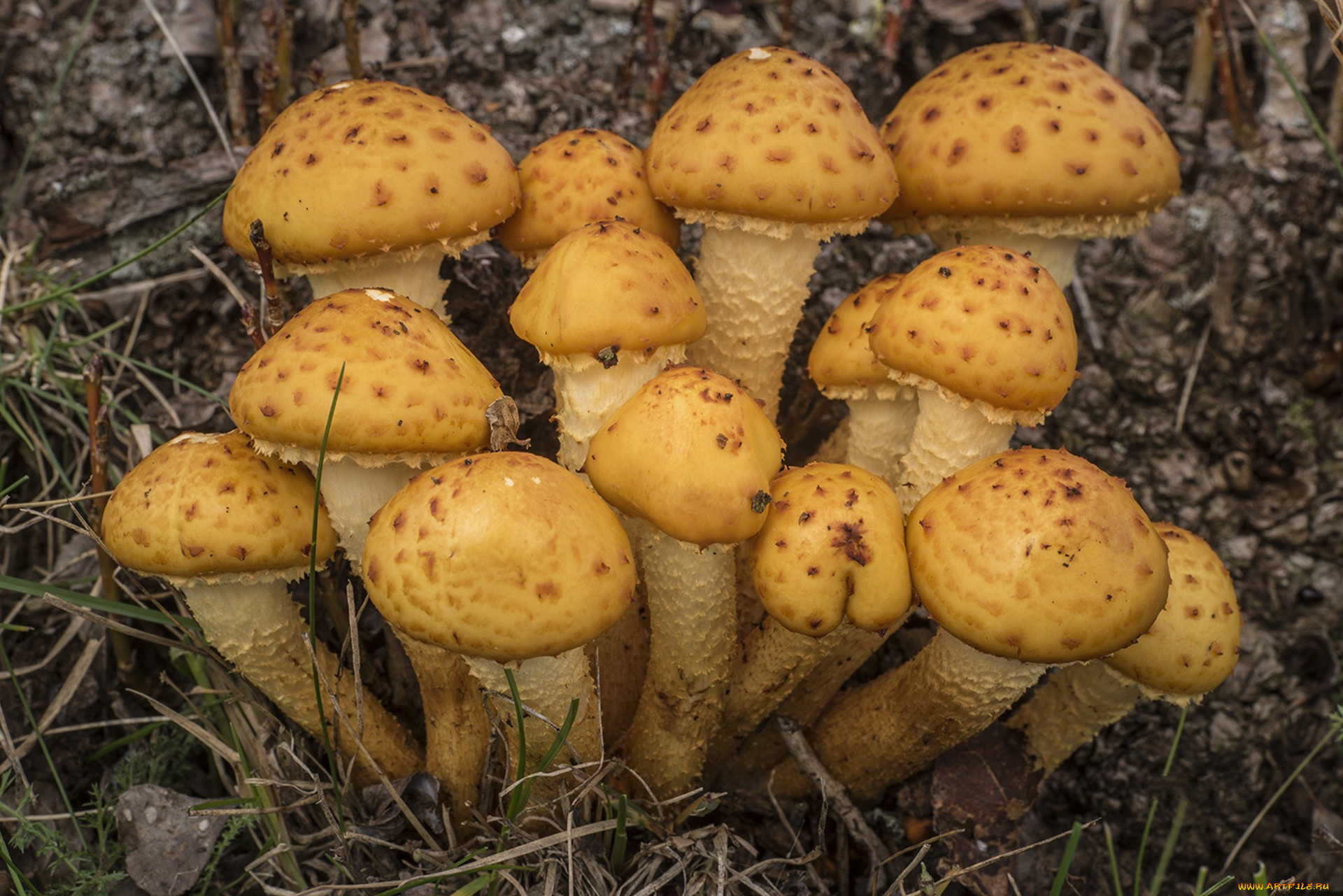 природа, грибы, грибок