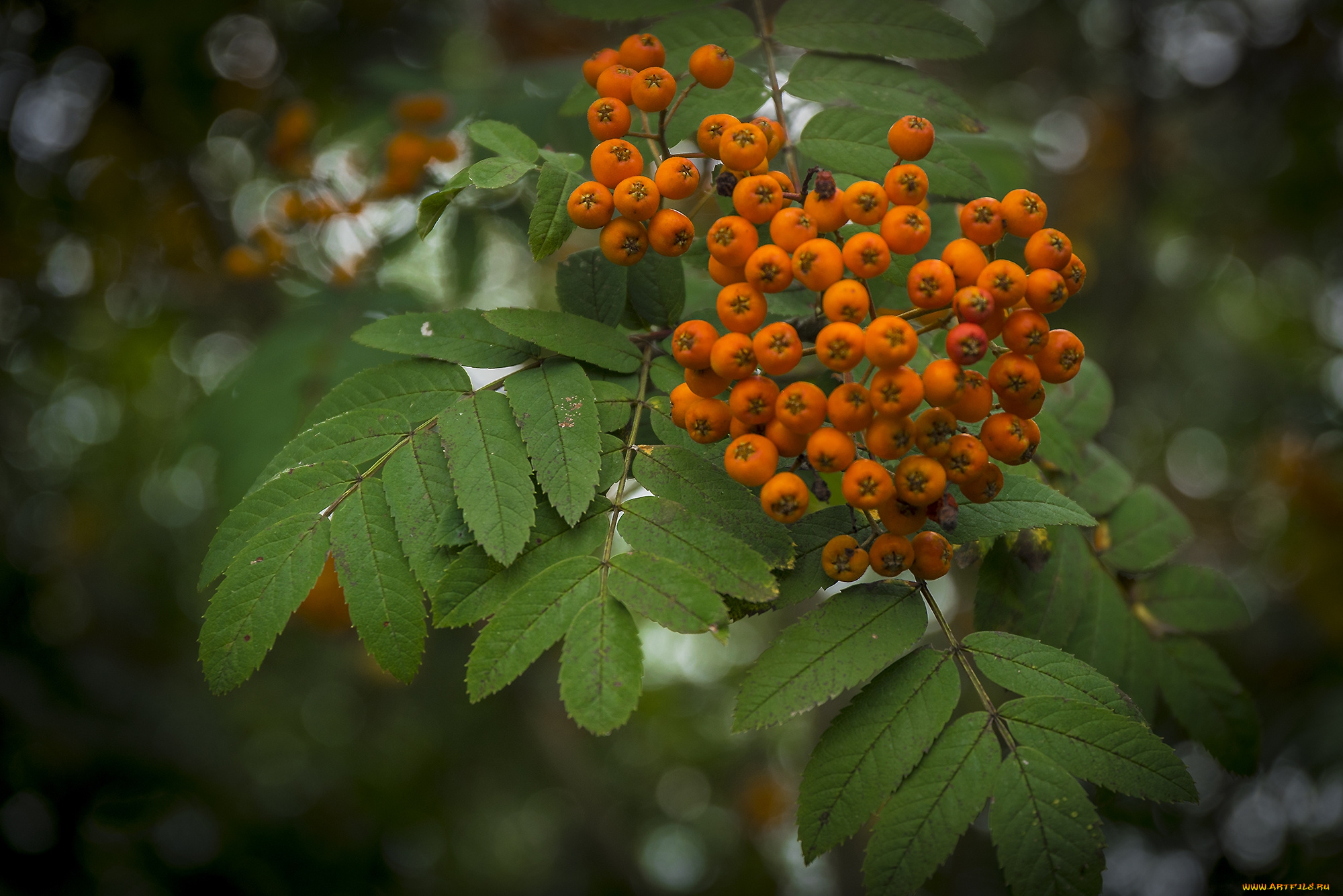 природа, Ягоды, , рябина, гроздь