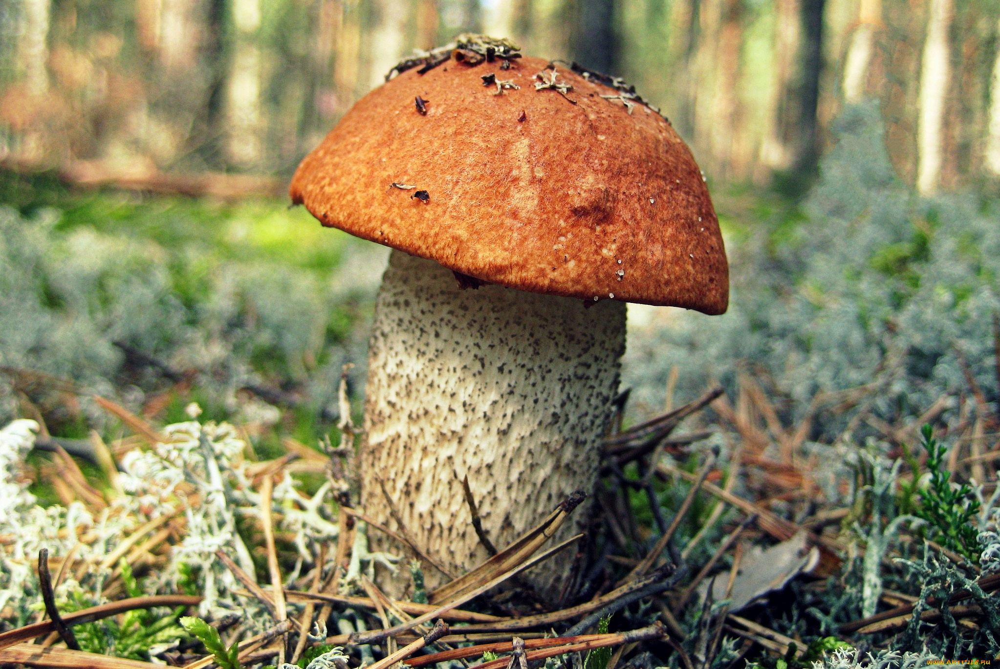 природа, грибы, грибок