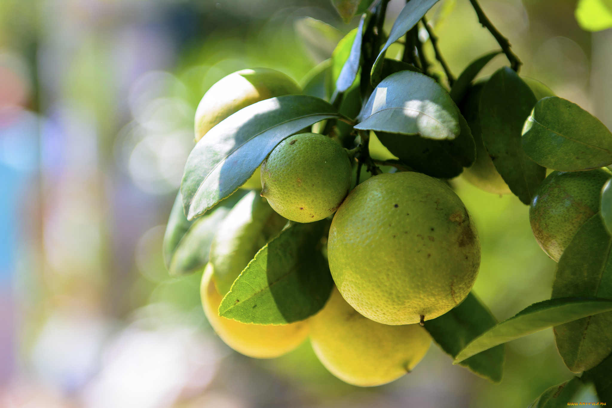 природа, плоды, цитрус, листья, дерево, лайм