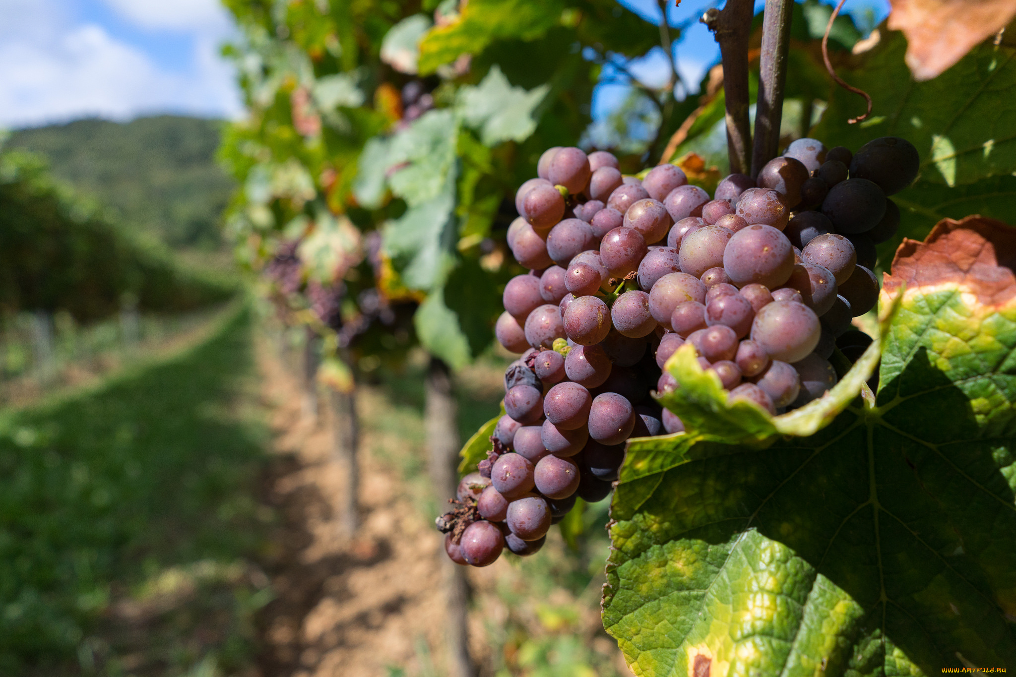 природа, Ягоды, , виноград, лоза