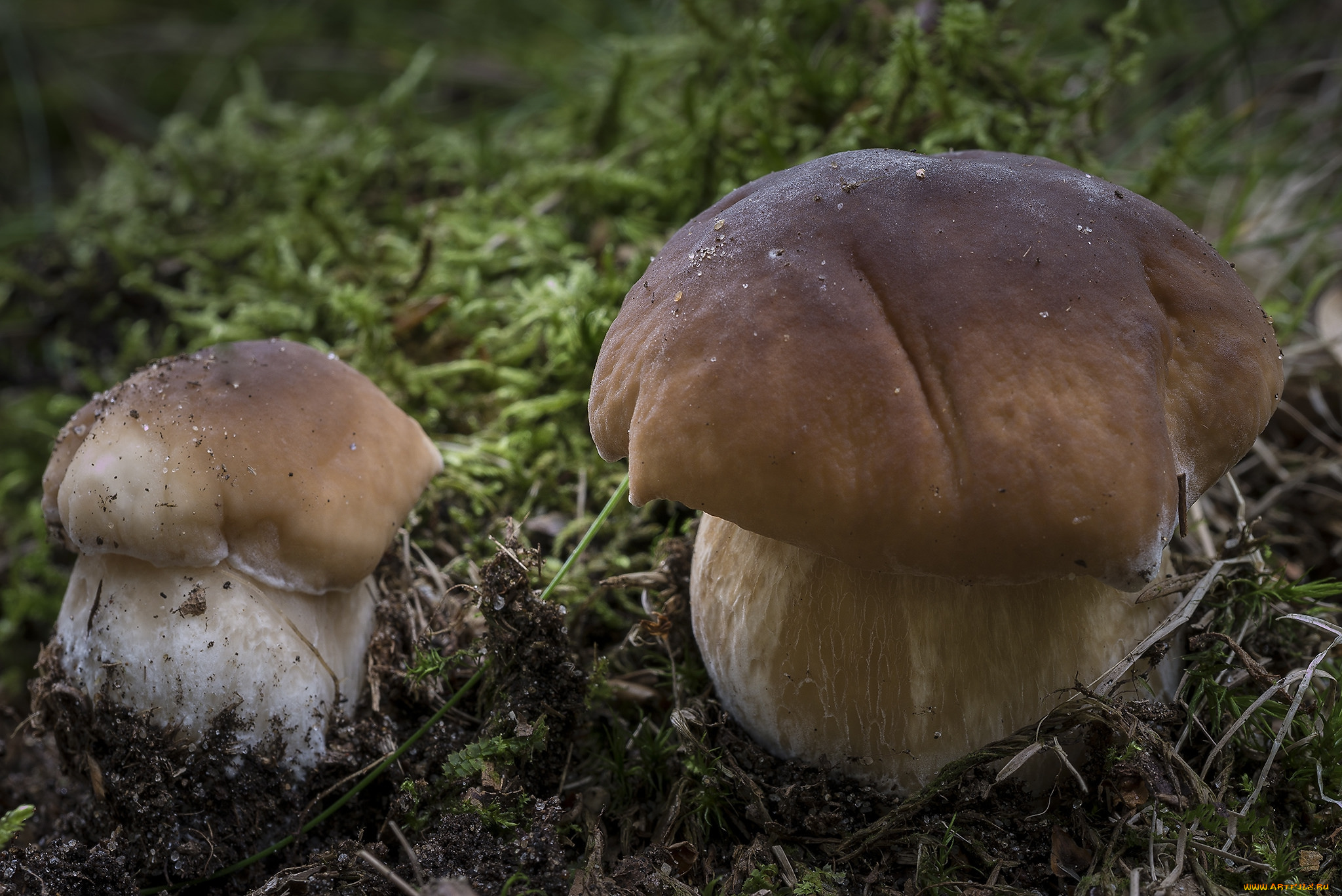 природа, грибы, грибок