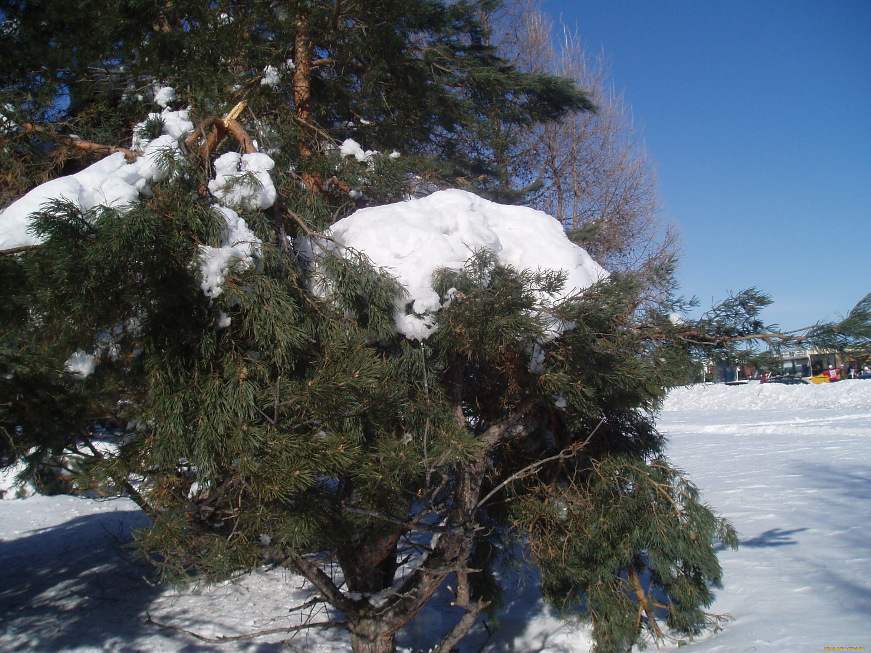 природа, зима, лес, зимой