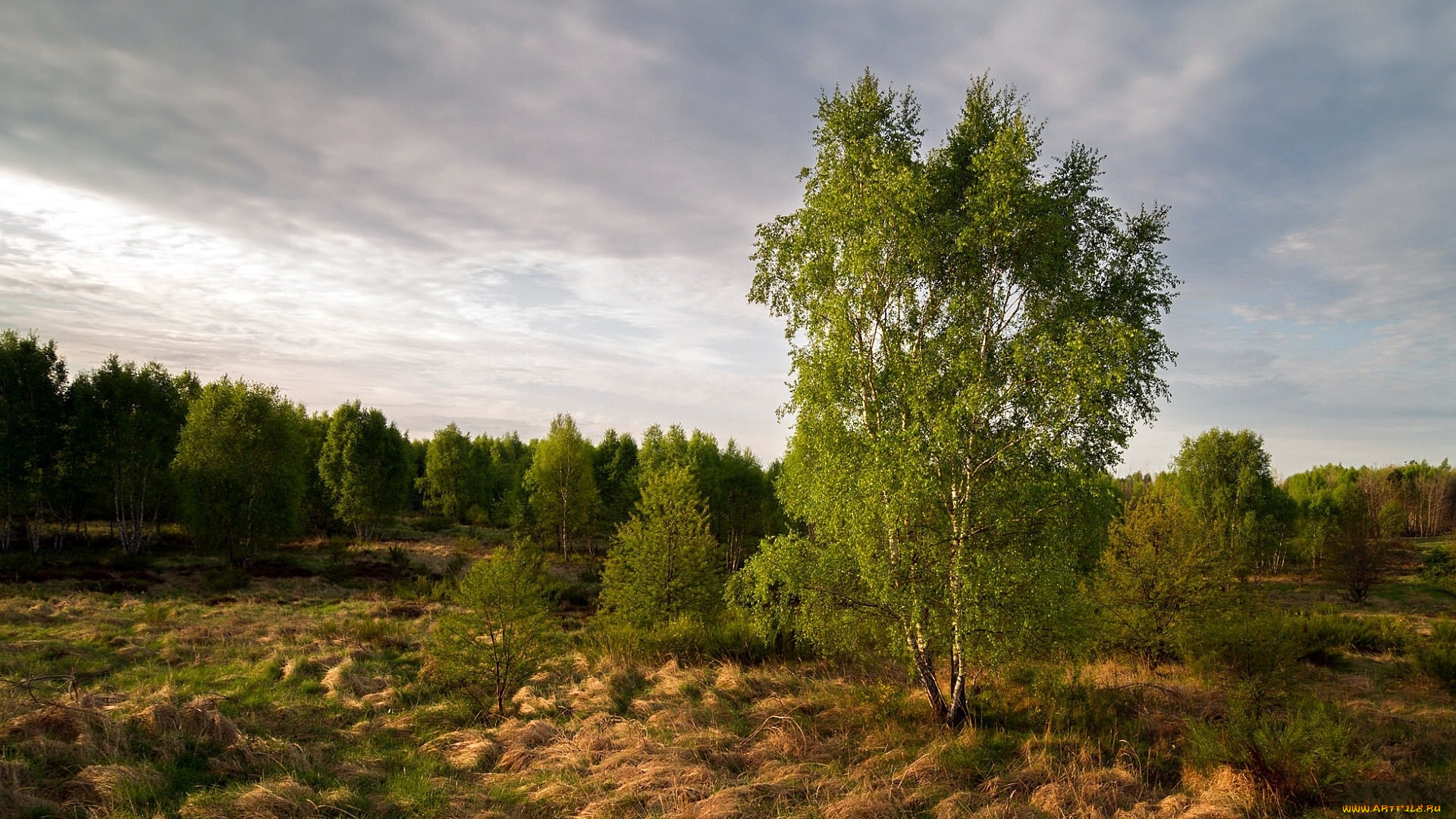 природа, деревья, лес, берёзки