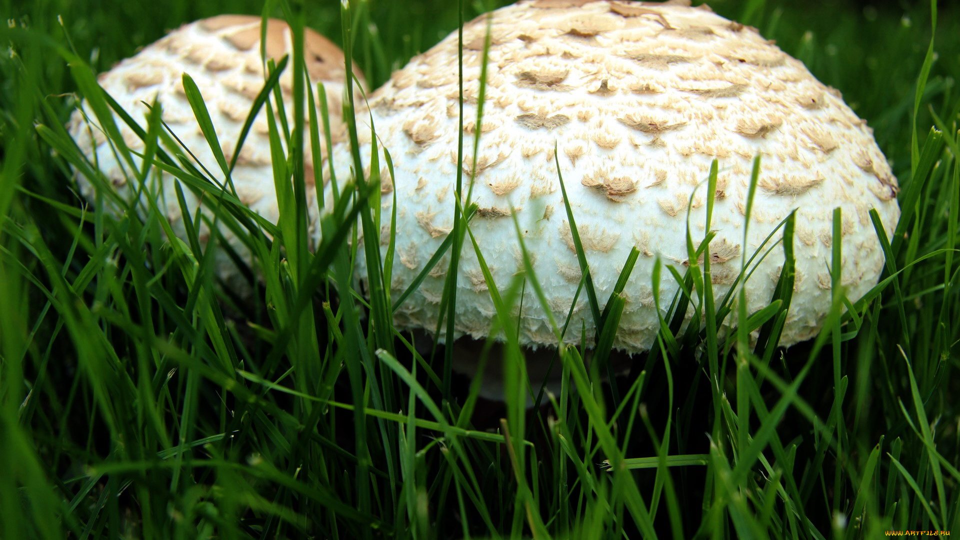 природа, грибы, макро