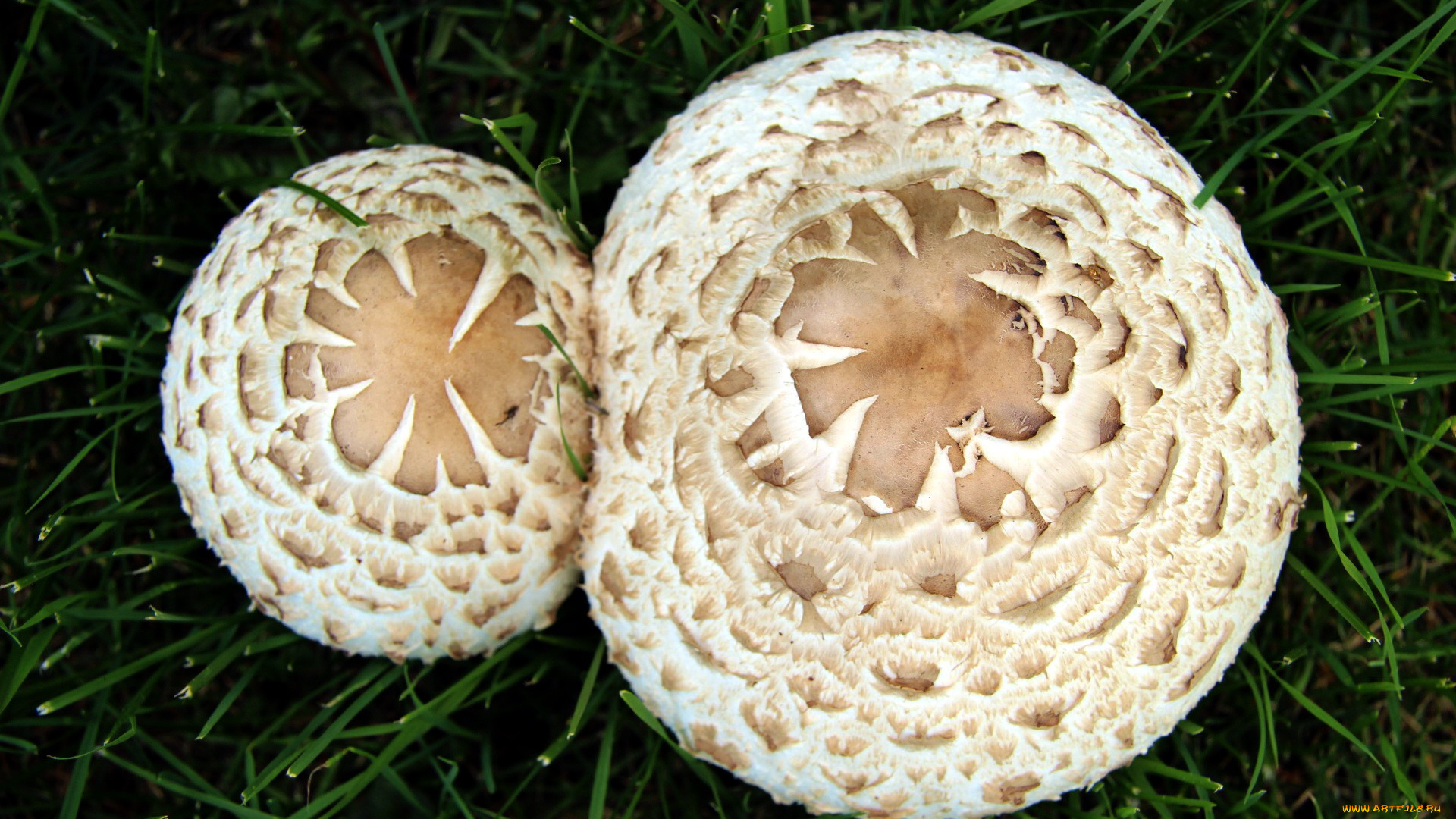 природа, грибы, макро