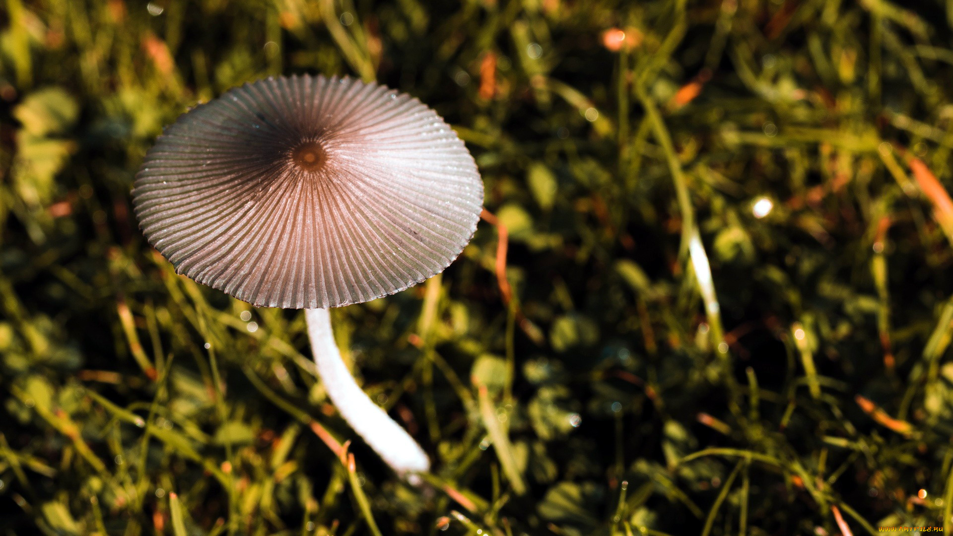 природа, грибы, макро