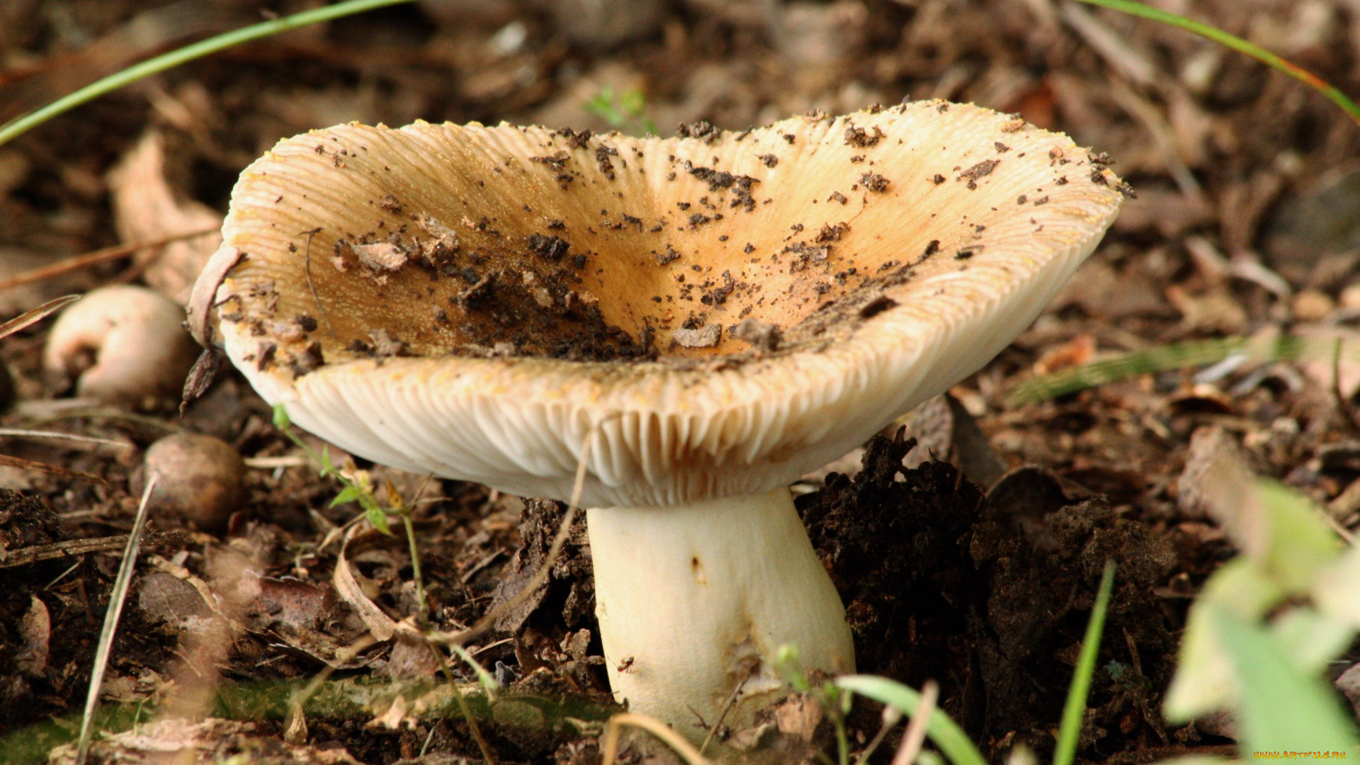 природа, грибы, макро