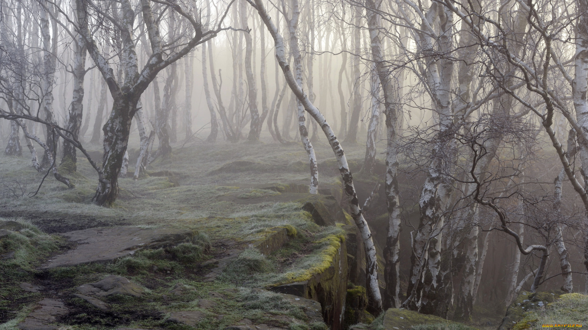 природа, лес, берёзы, туман