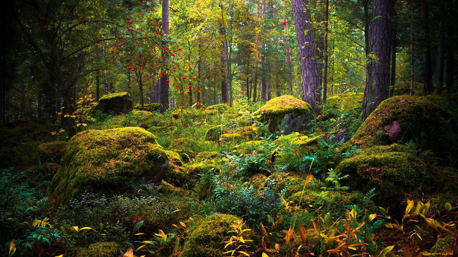 природа, лес, камни