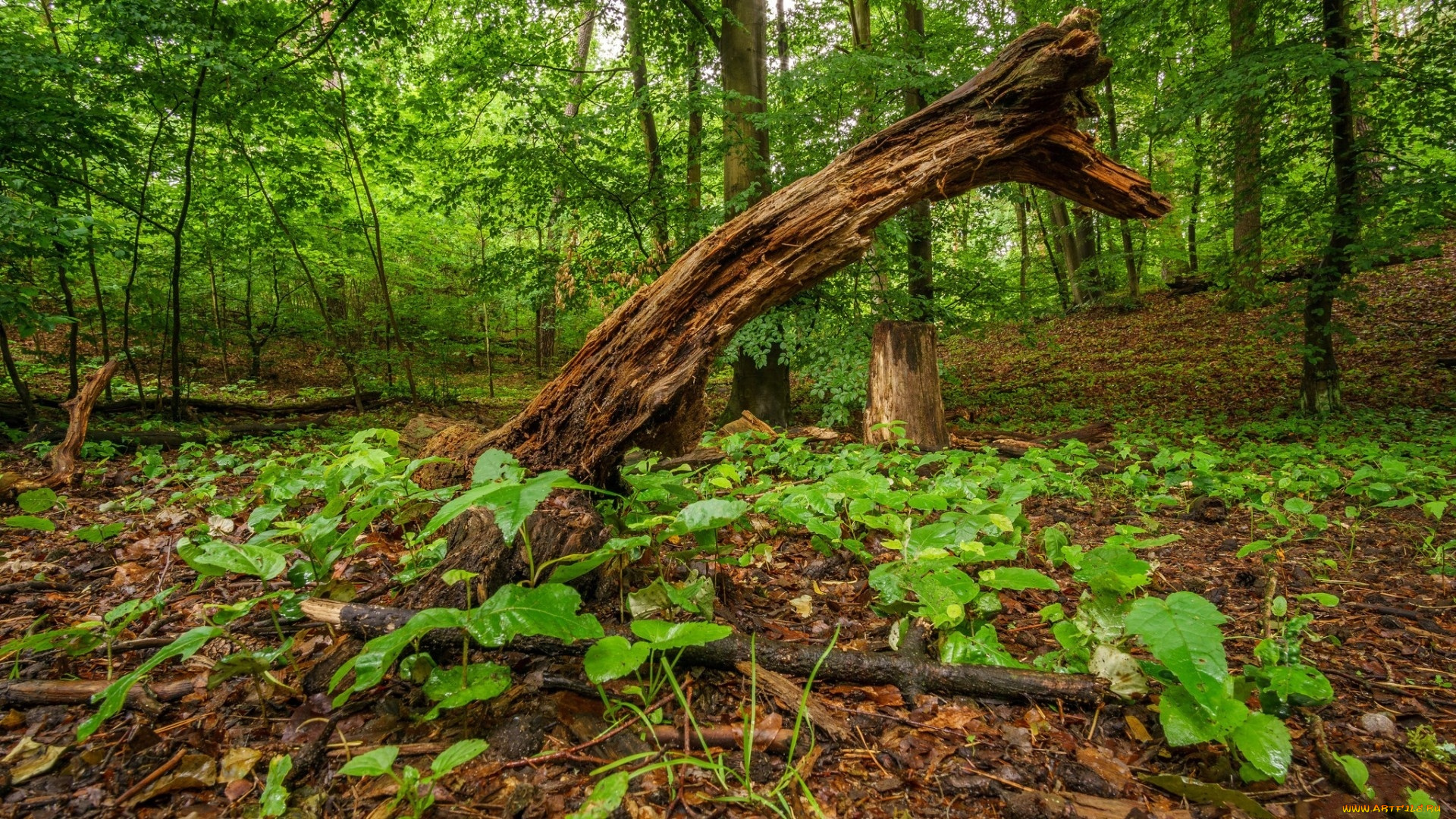 природа, лес, лето