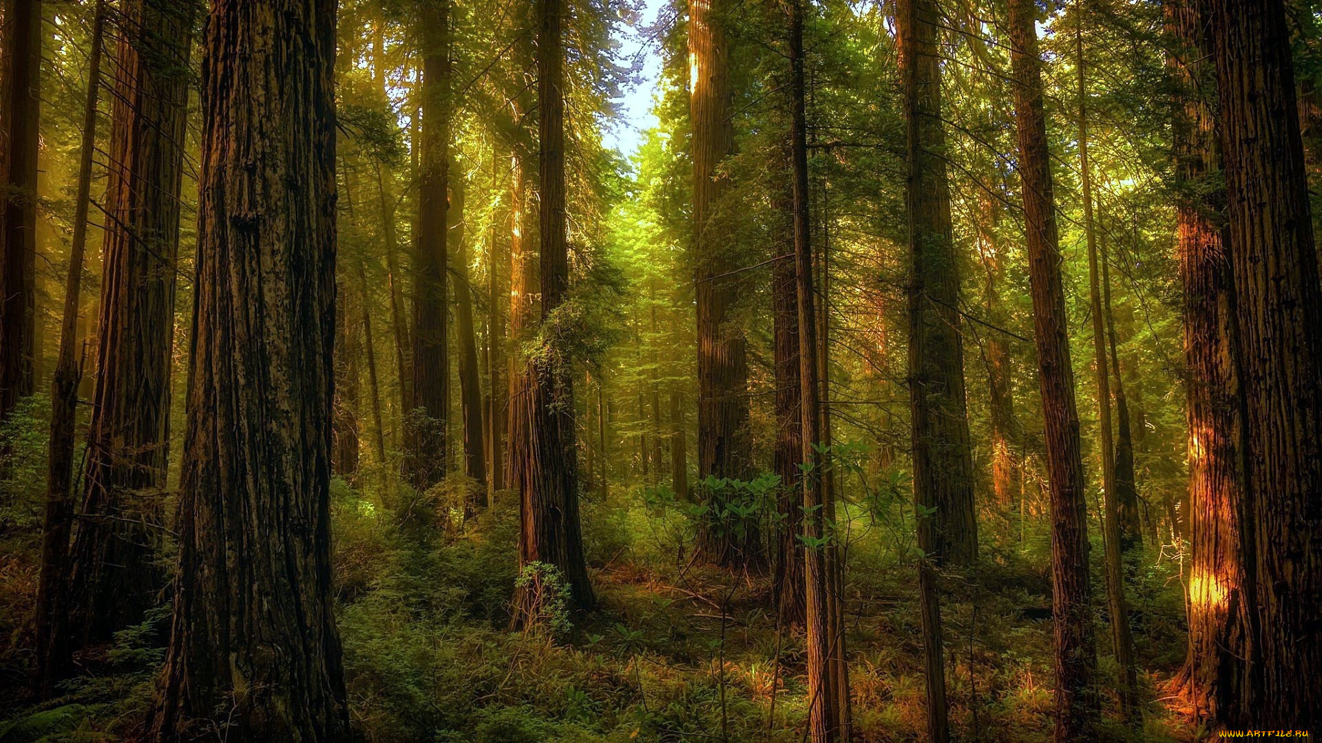 природа, лес, лето