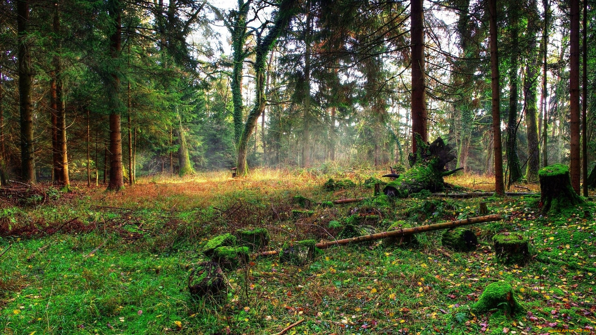 природа, лес, пеньки