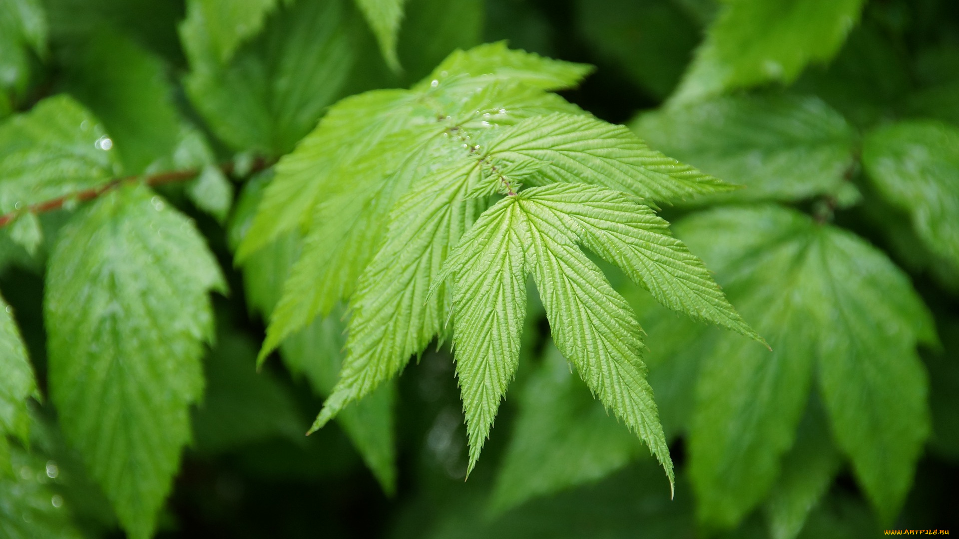 природа, листья