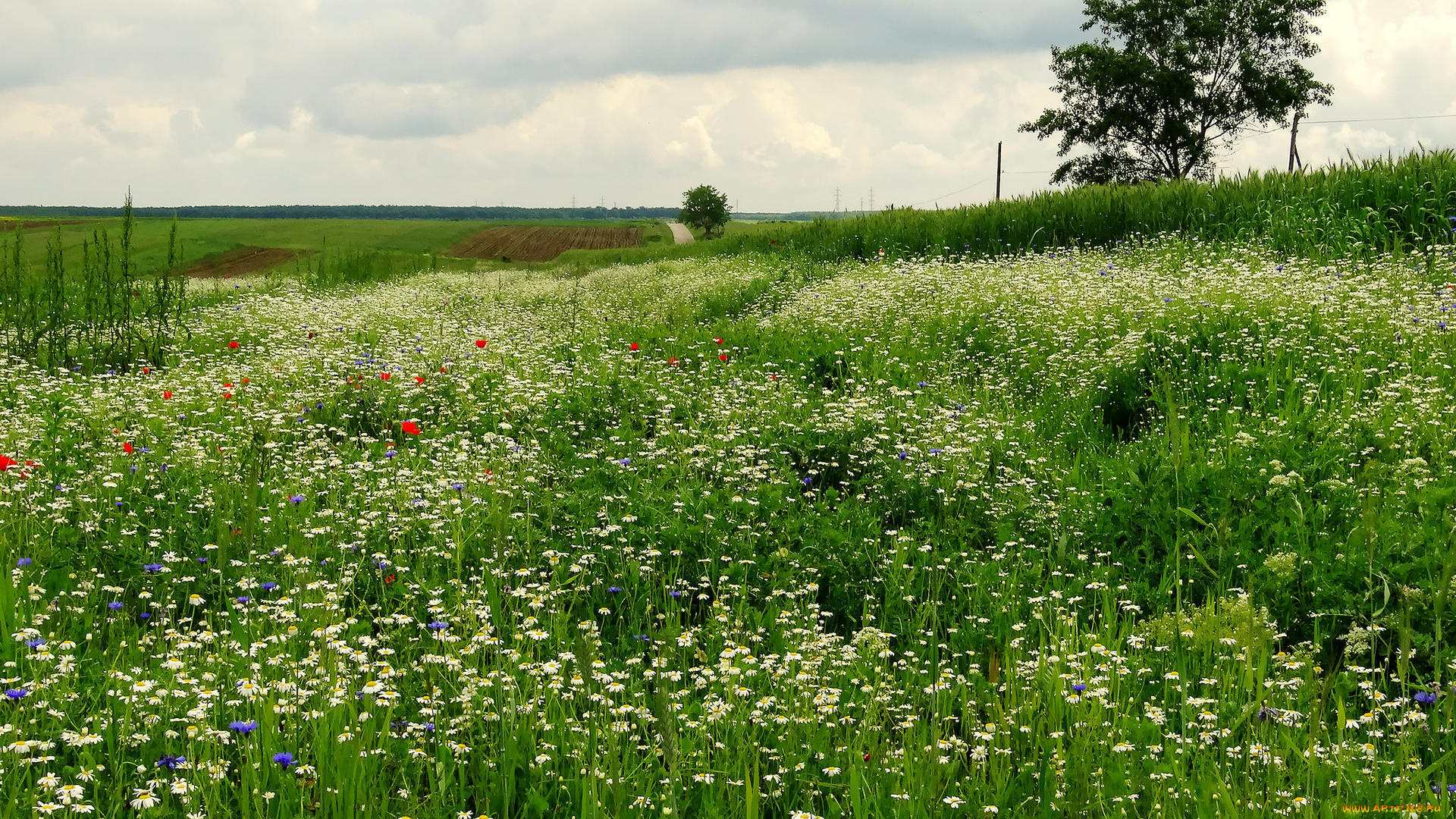 природа, луга, луг, ромашки