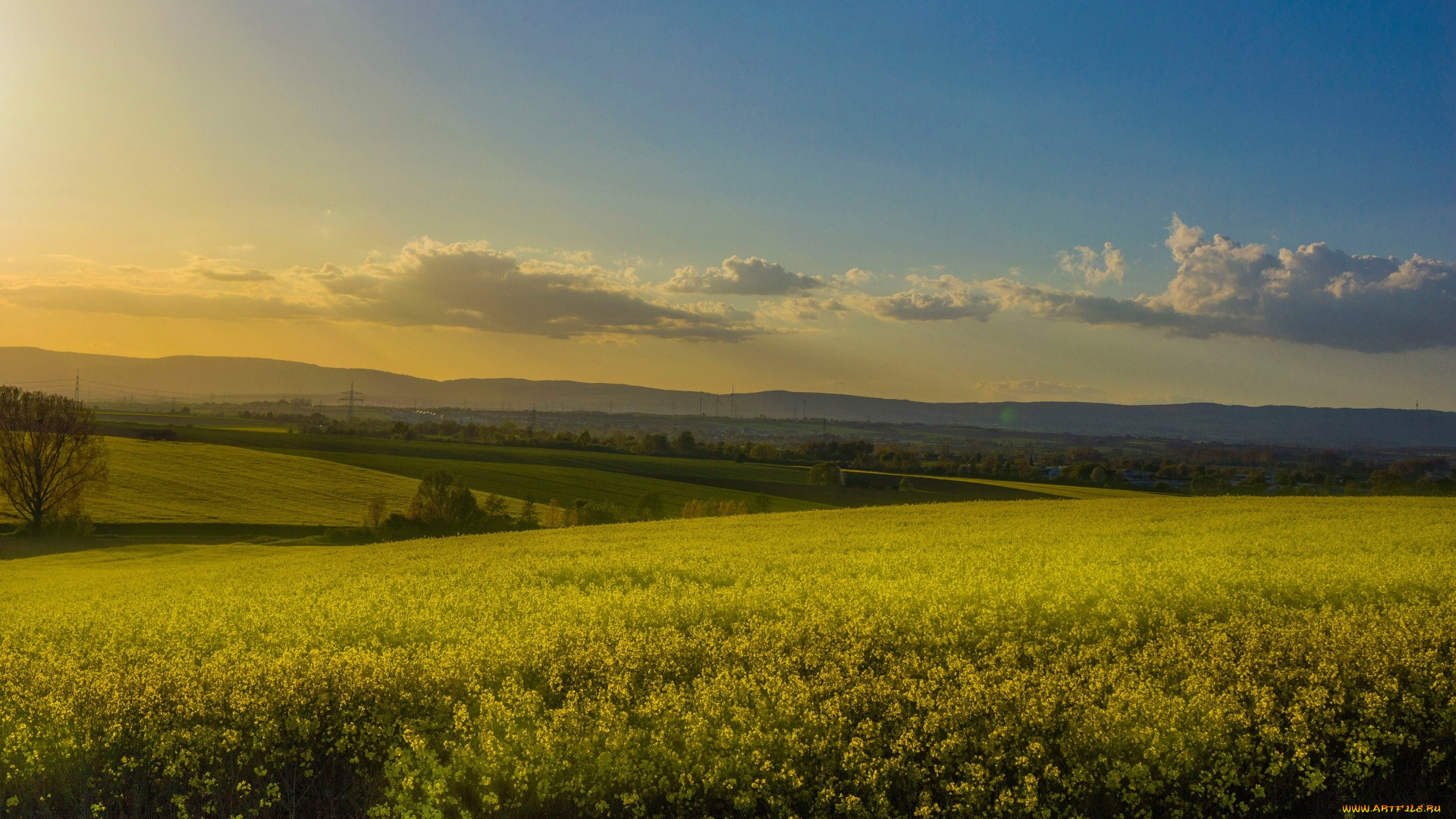 природа, луга, рапсовое, поле, рапс, дымка, холмы, небо, цветы, облака, желтые, лето